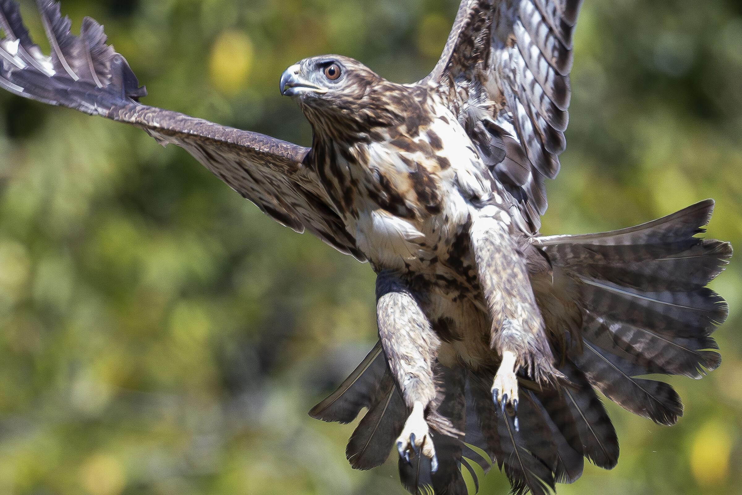 all'arrembaggiooo !!!