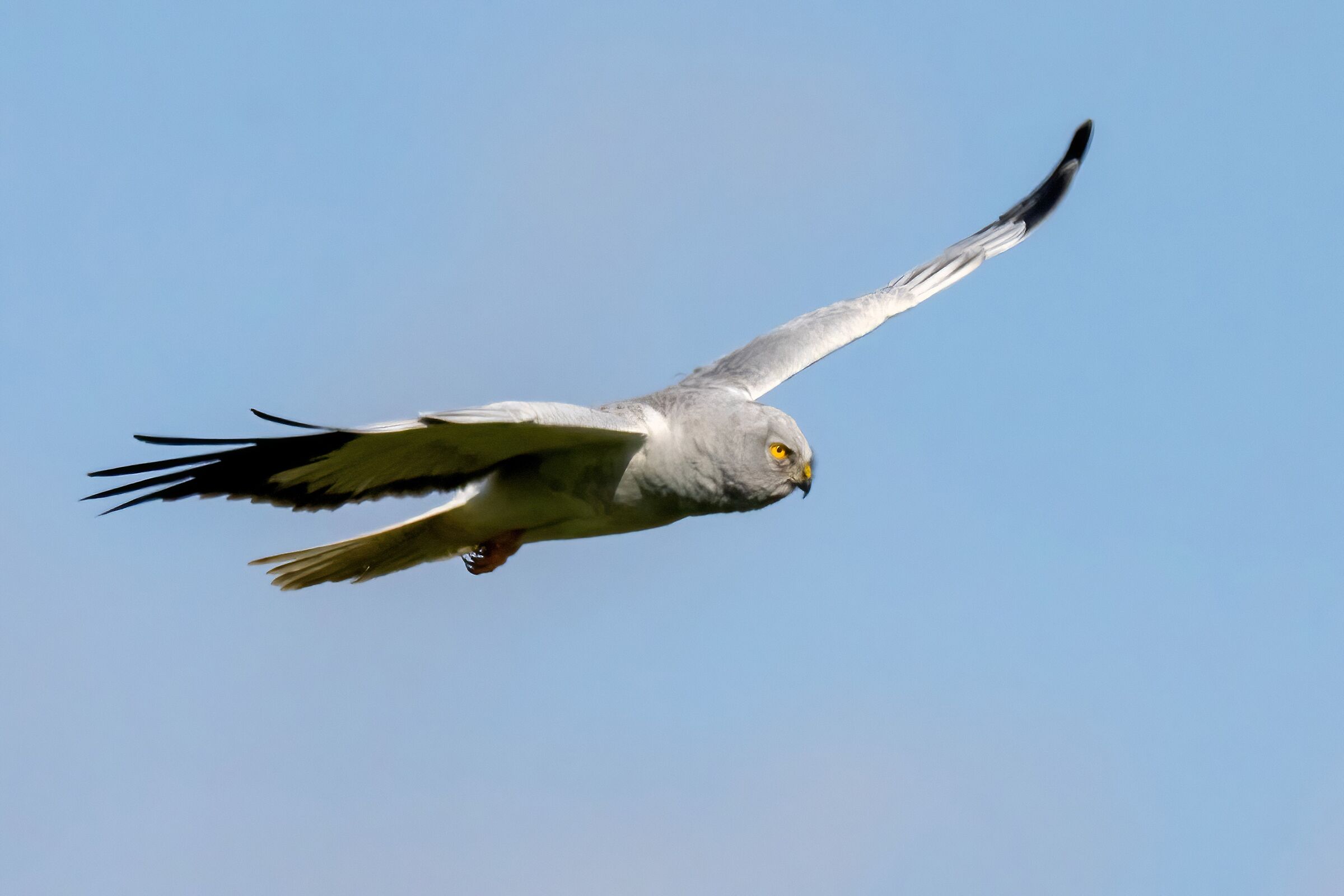 Hen Harrier (Circus cyaneus) male