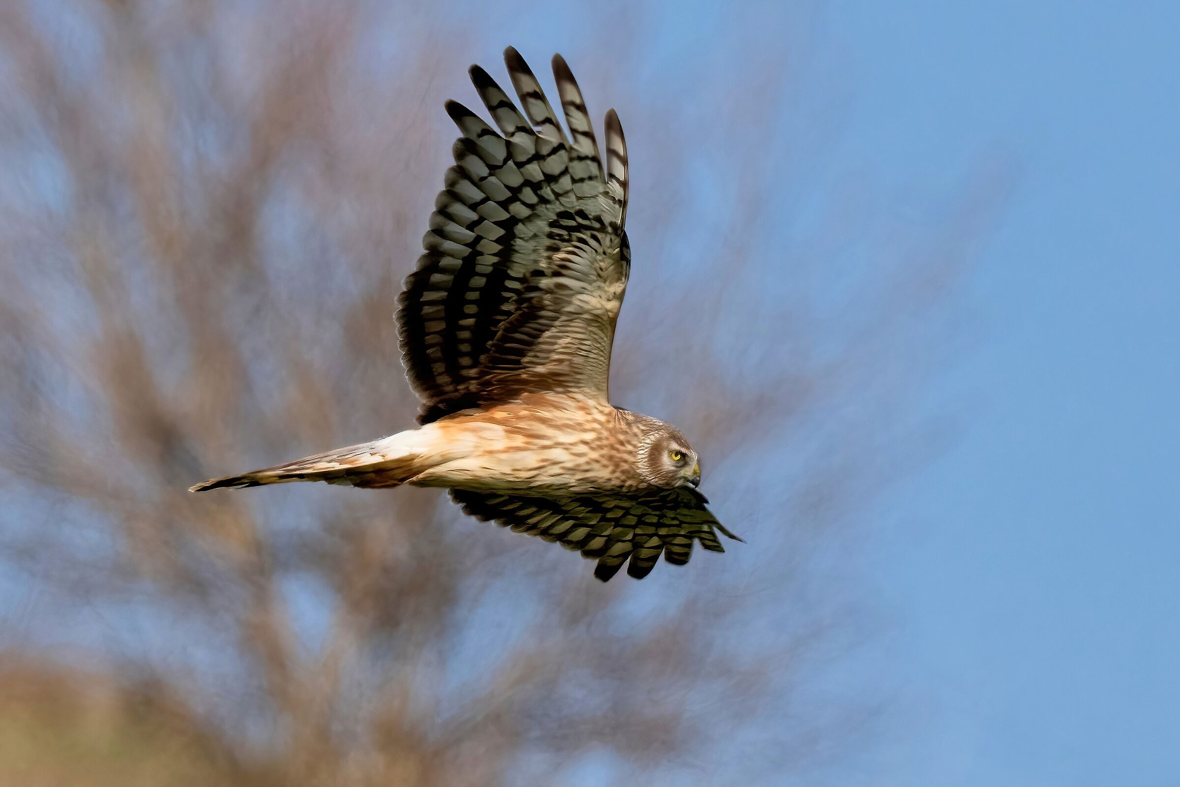 Hen Harrier (Circus cyaneus) female