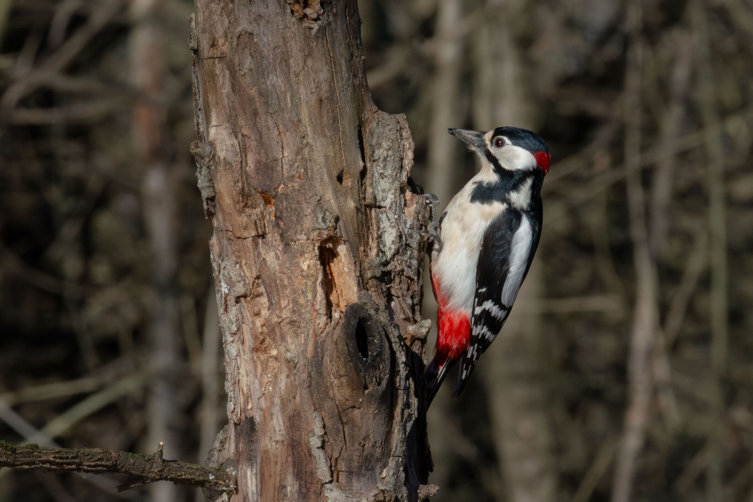 Great Spotted Woodpecker