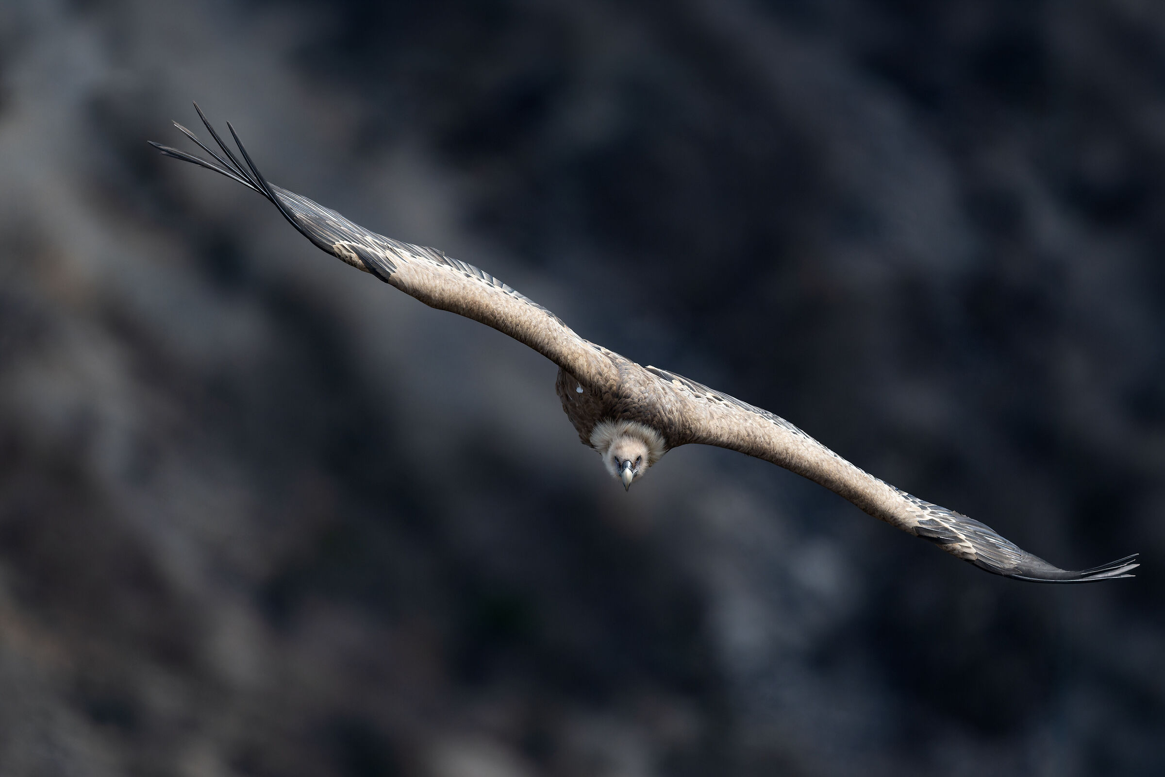 Grifone-Gorges du Verdon