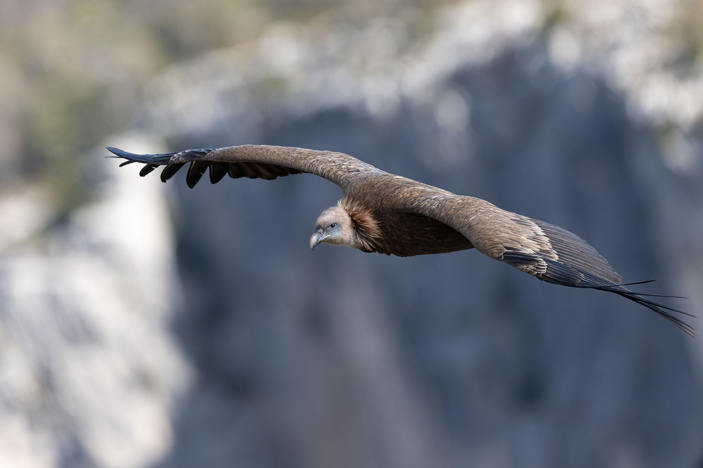 Grifone-Gorges du Verdon