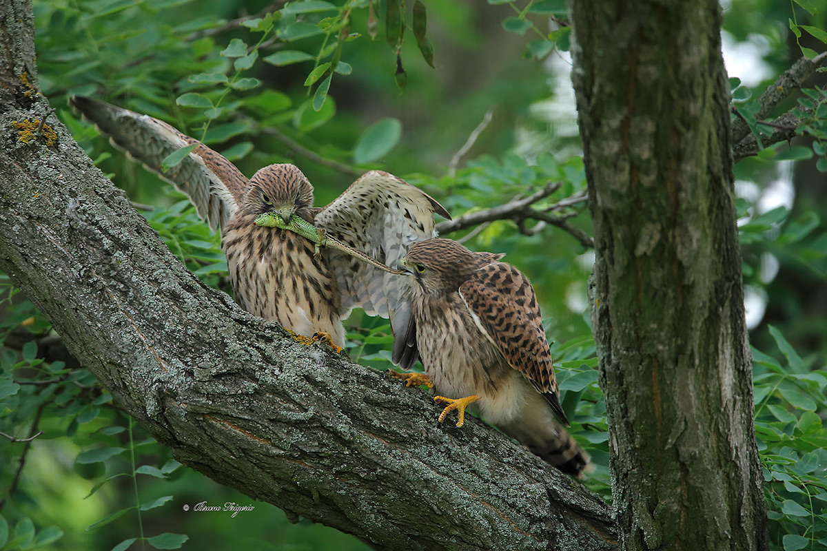 tug of war between two young kestrels
