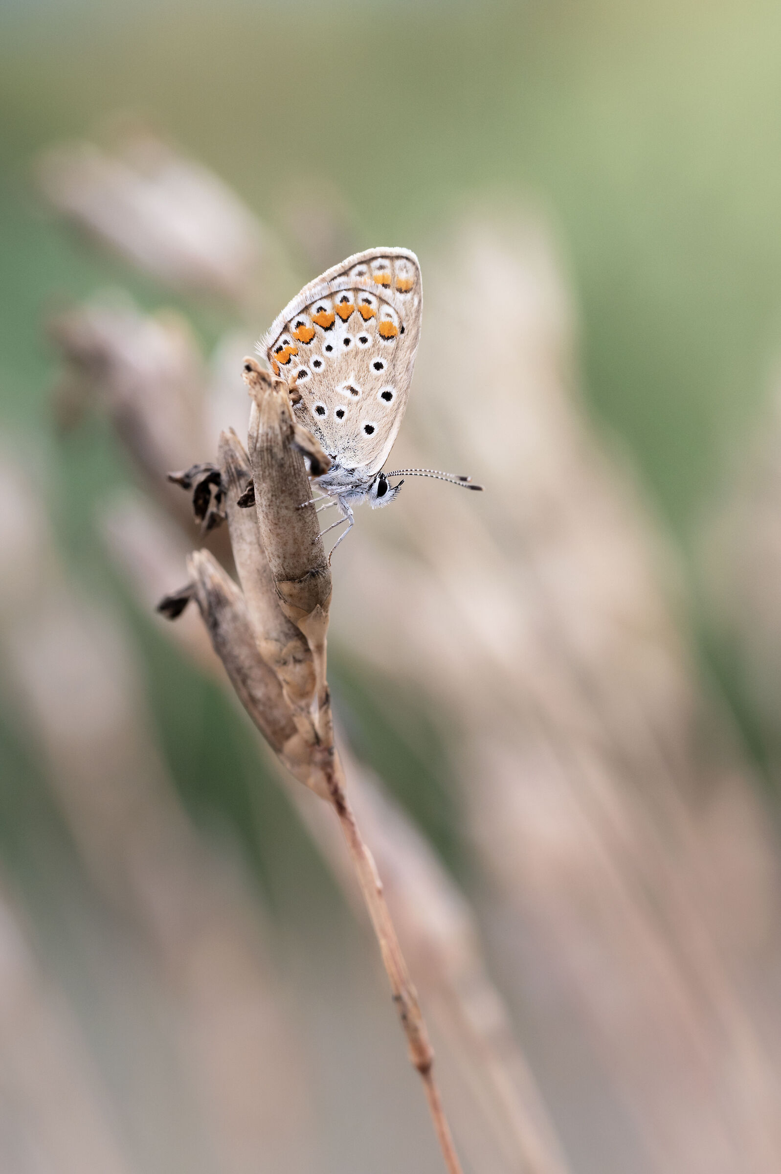 Butterfly at sunset
