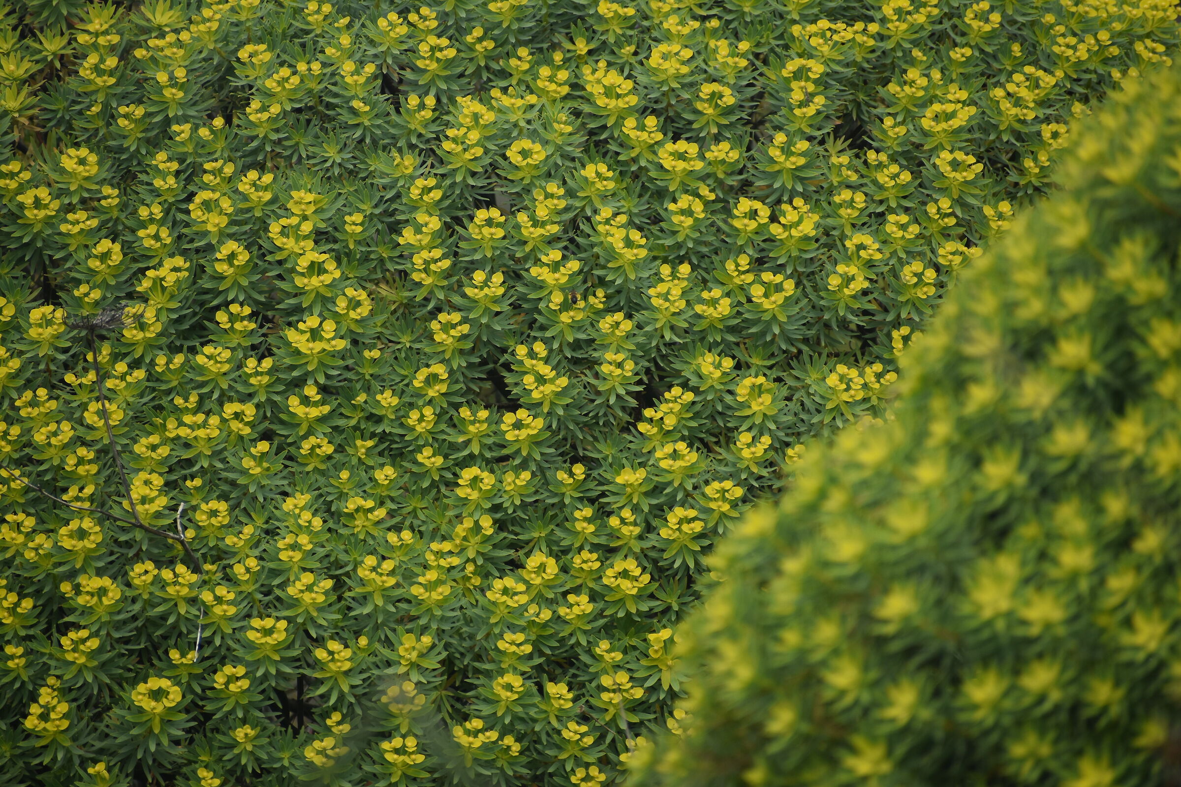Floral confusion