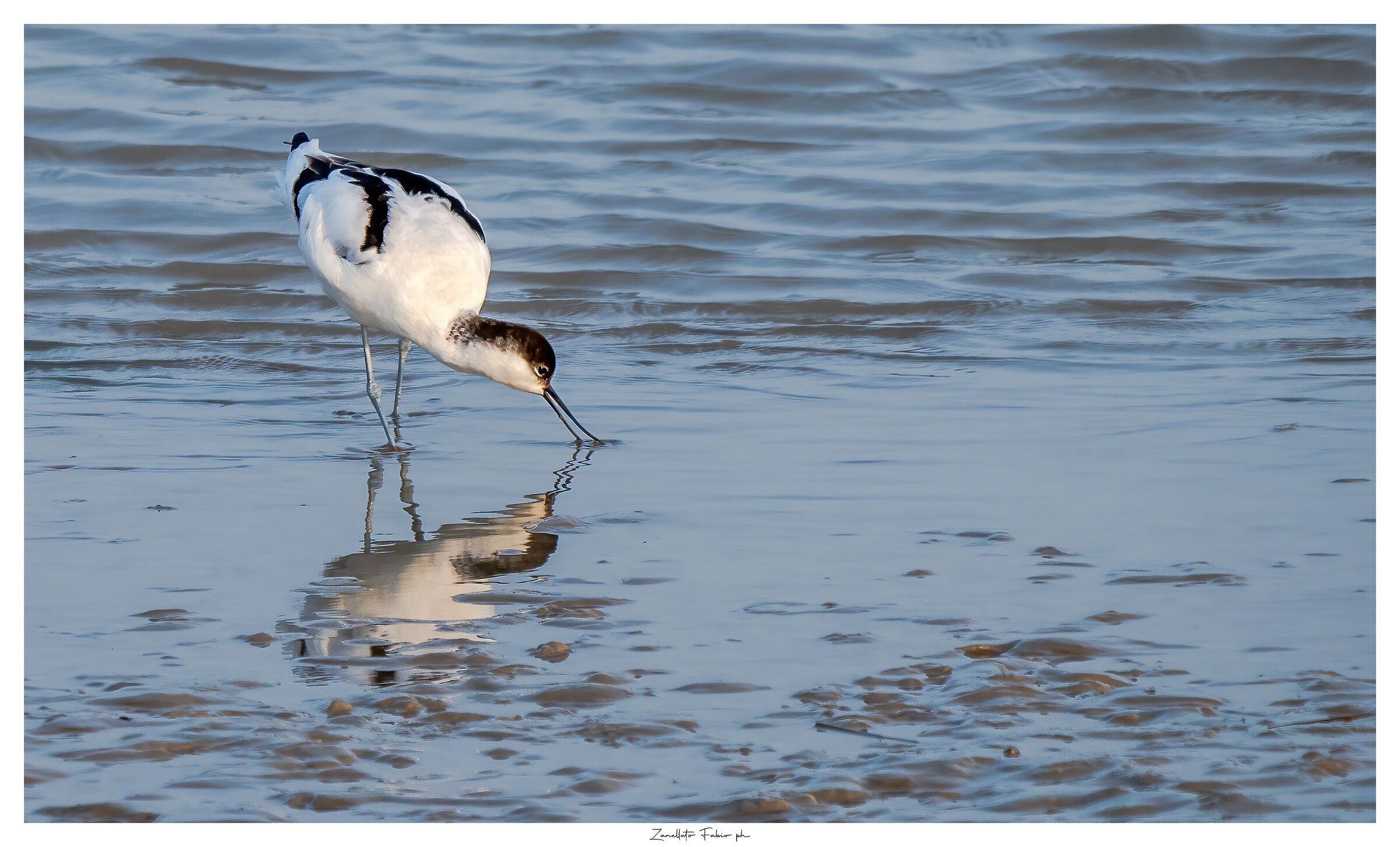 Avocet
