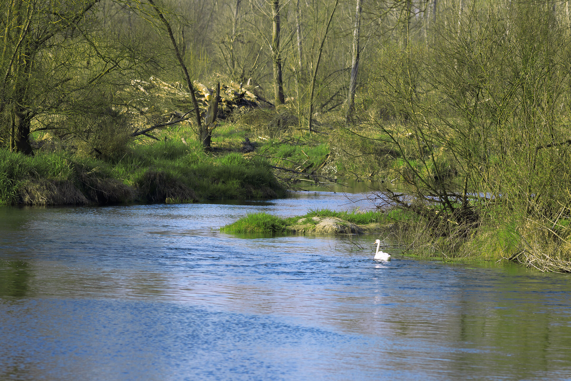 Cigno in fuga