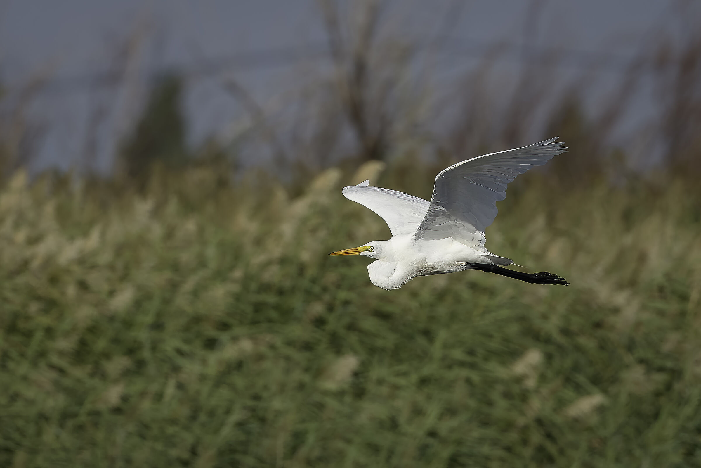 Great Egret