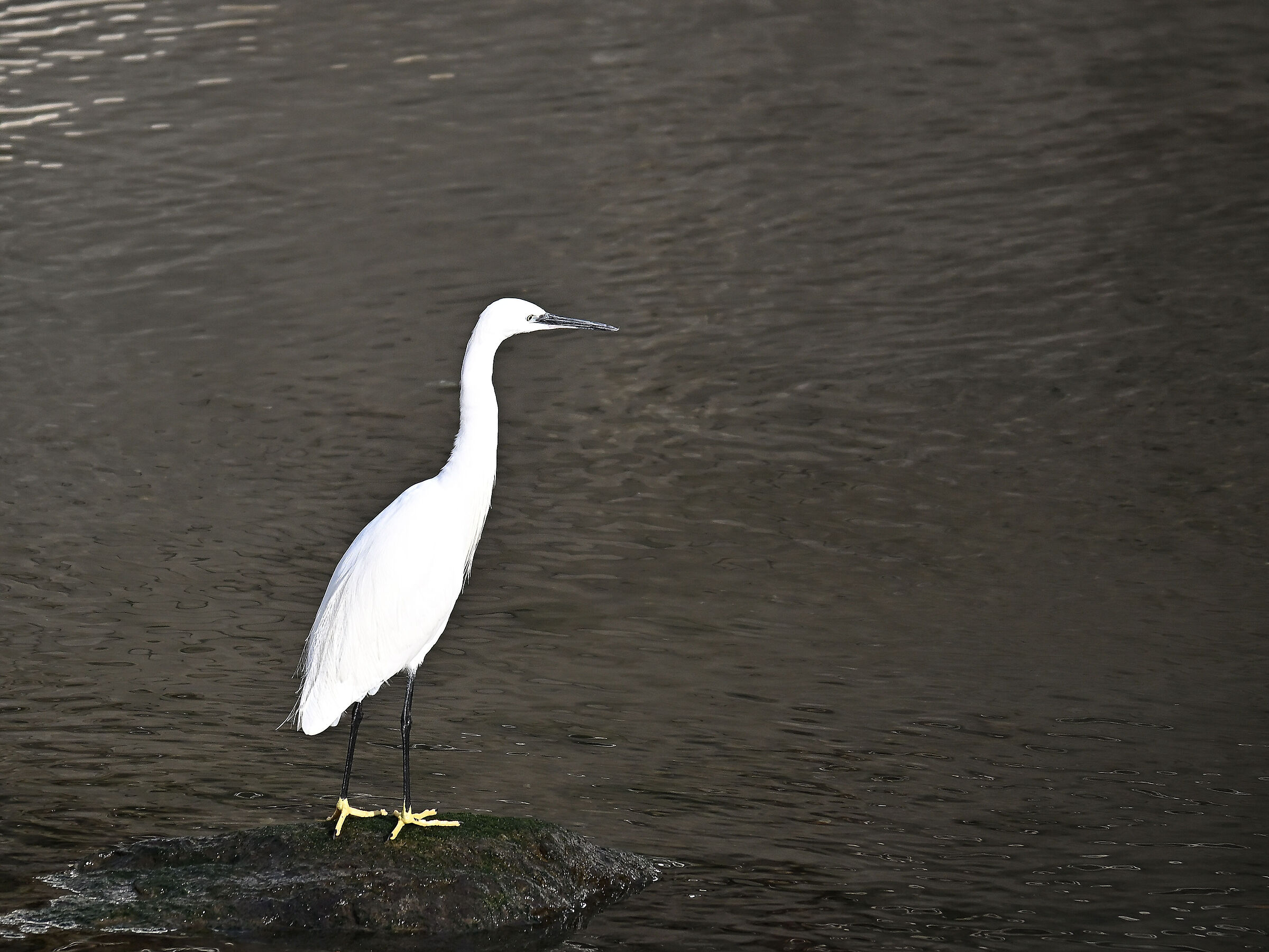 Little Egret