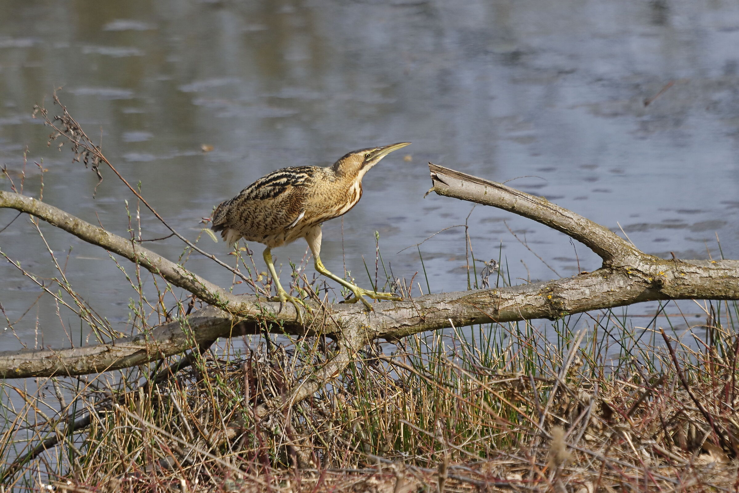 Tarabusìno (Ixobrychus minutus )