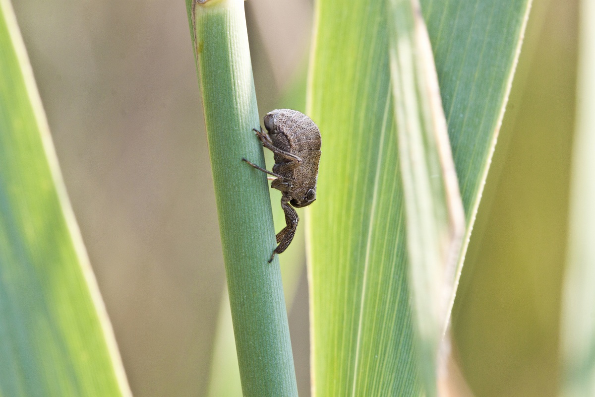 Caliscelis wallengren