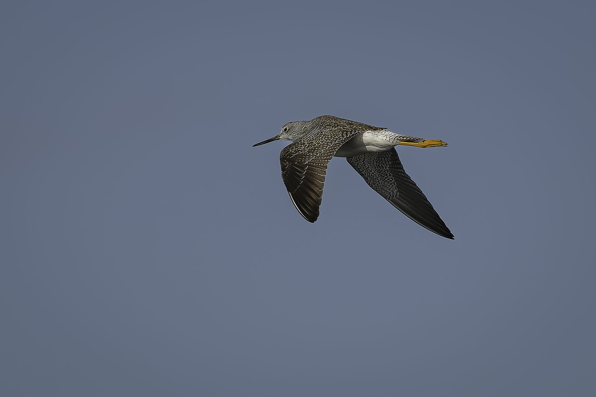 Lesser yellow-legged squid