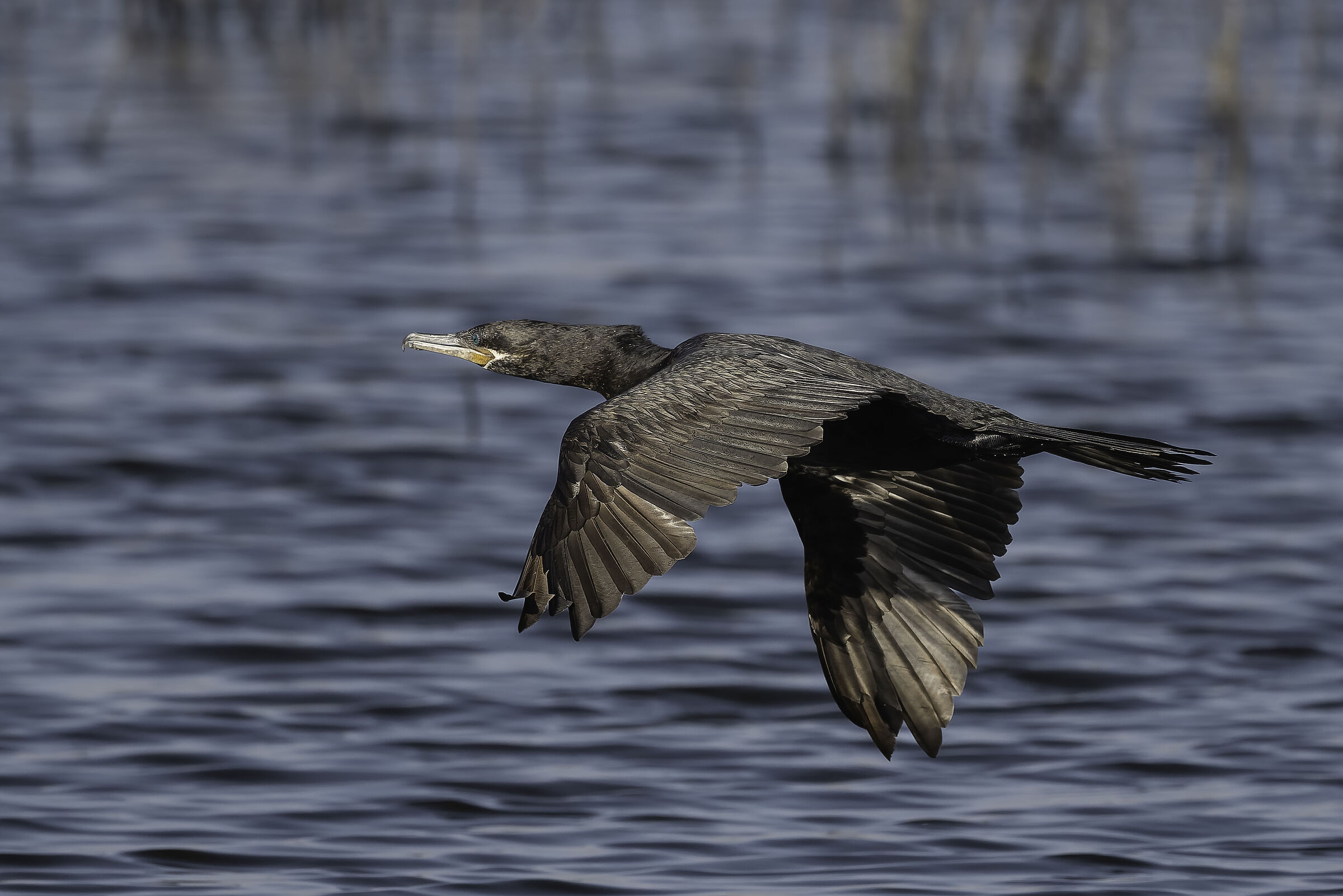 Cormorant