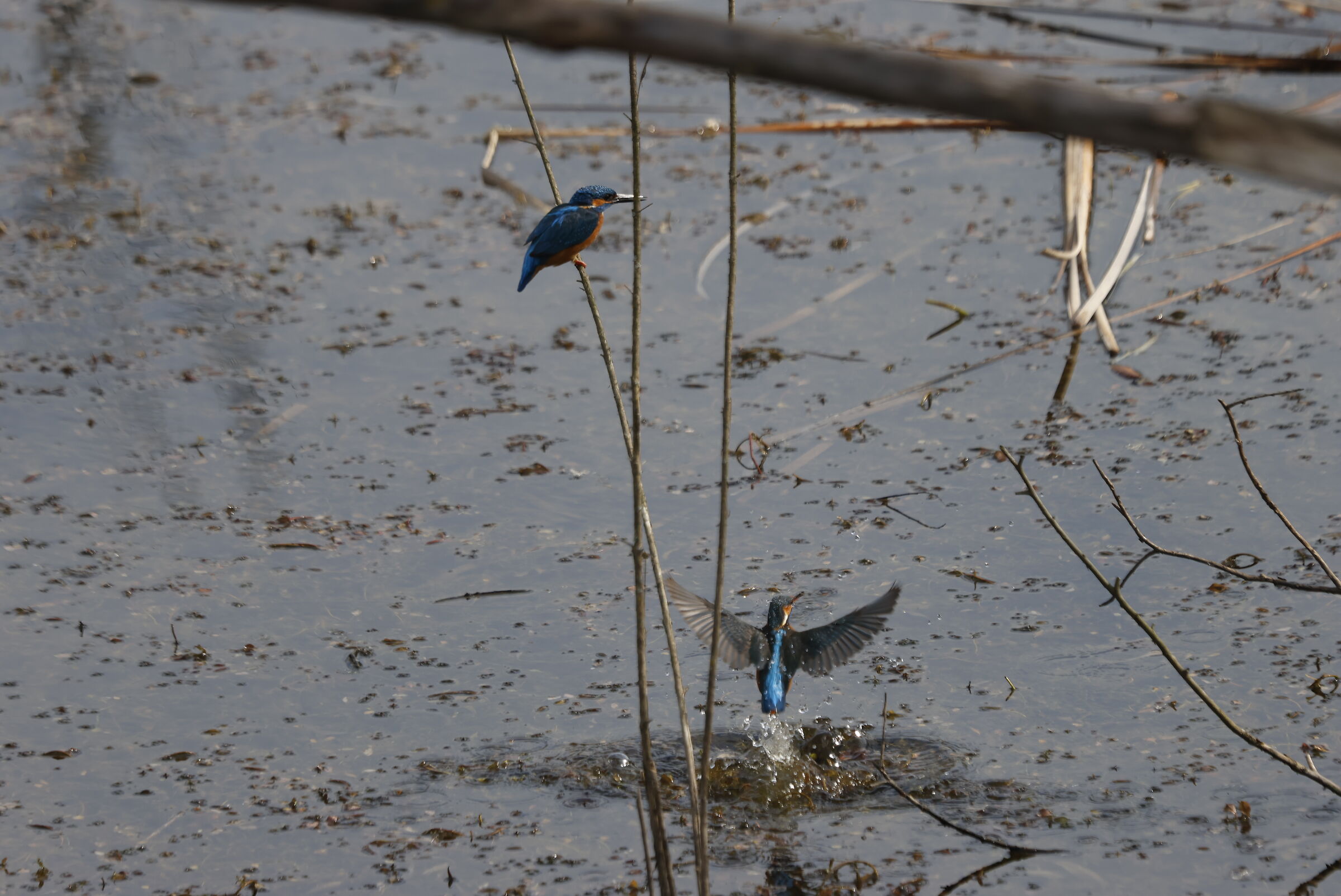 Male and female kingfishers