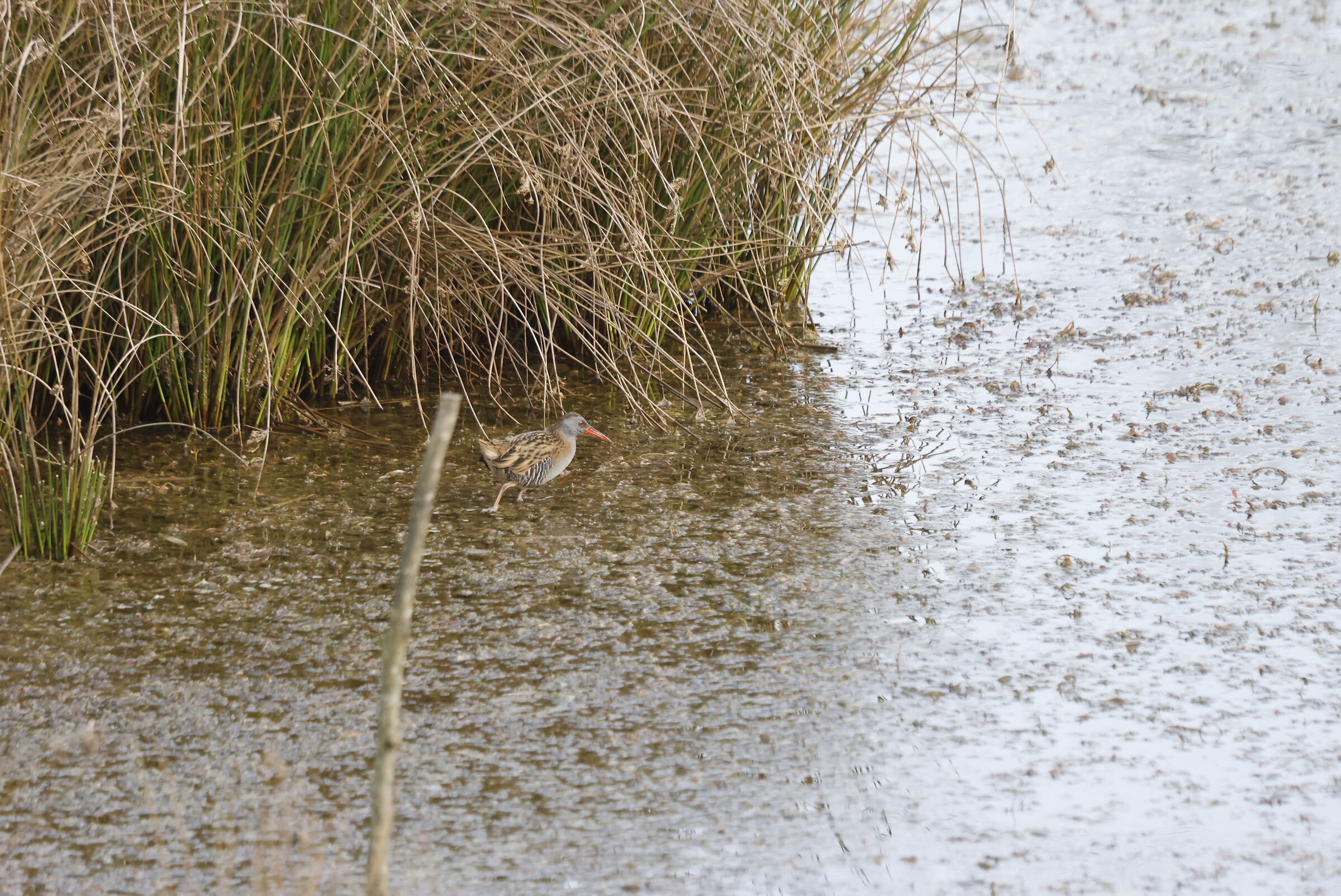 Water Rail (Rallus aquaticus)