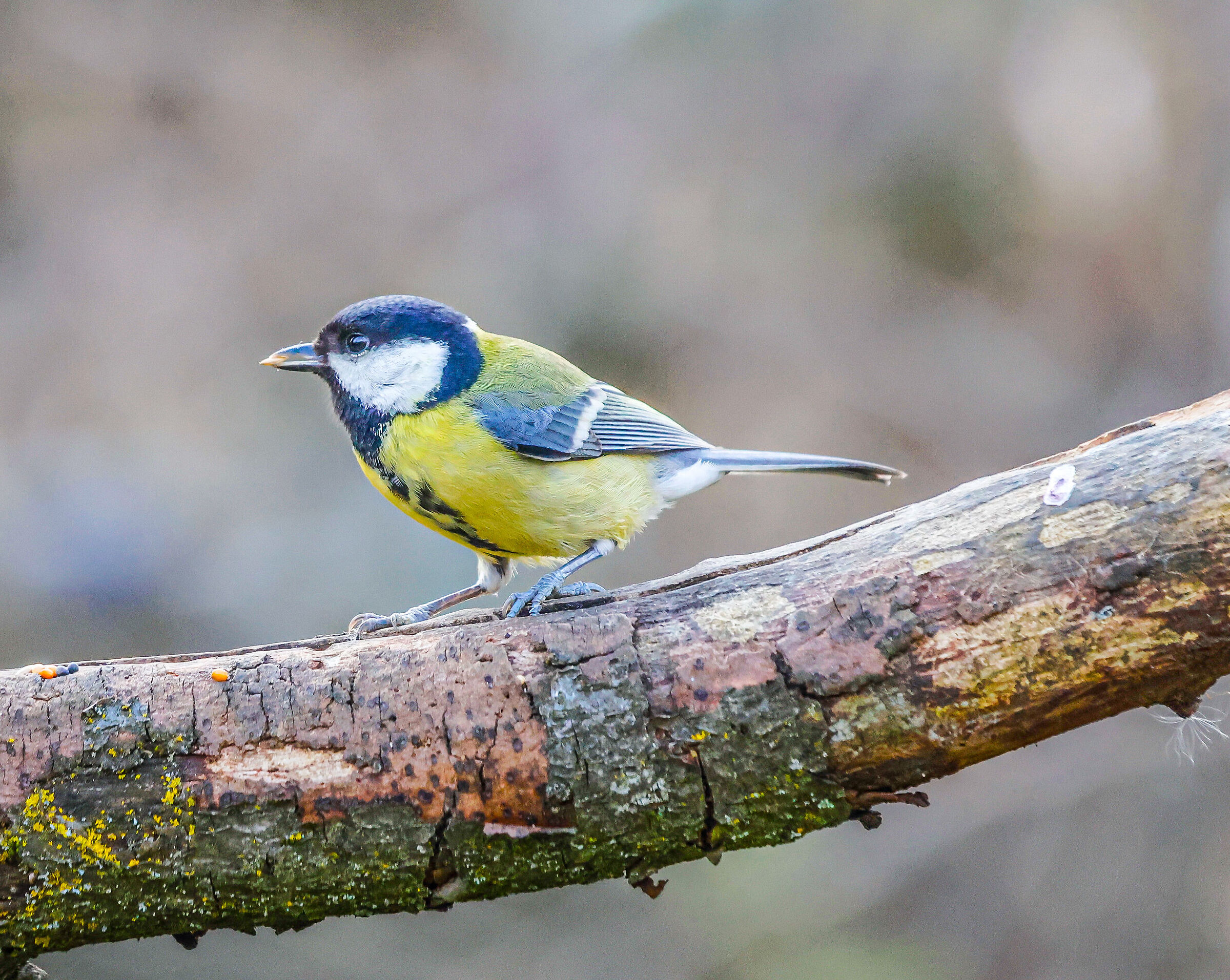 Great (Parus major)