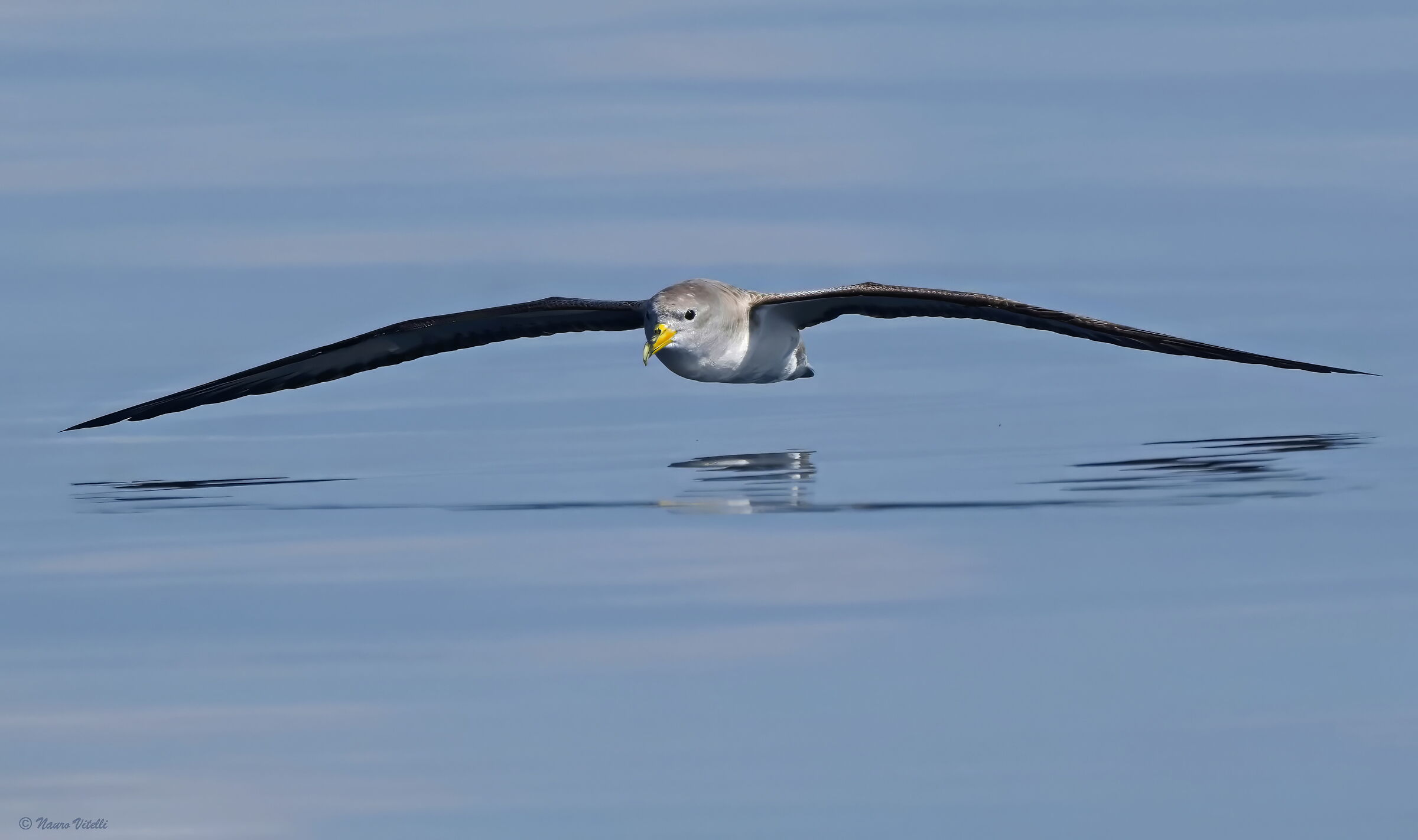 Berta maggiore (Calonectris diomedea)
