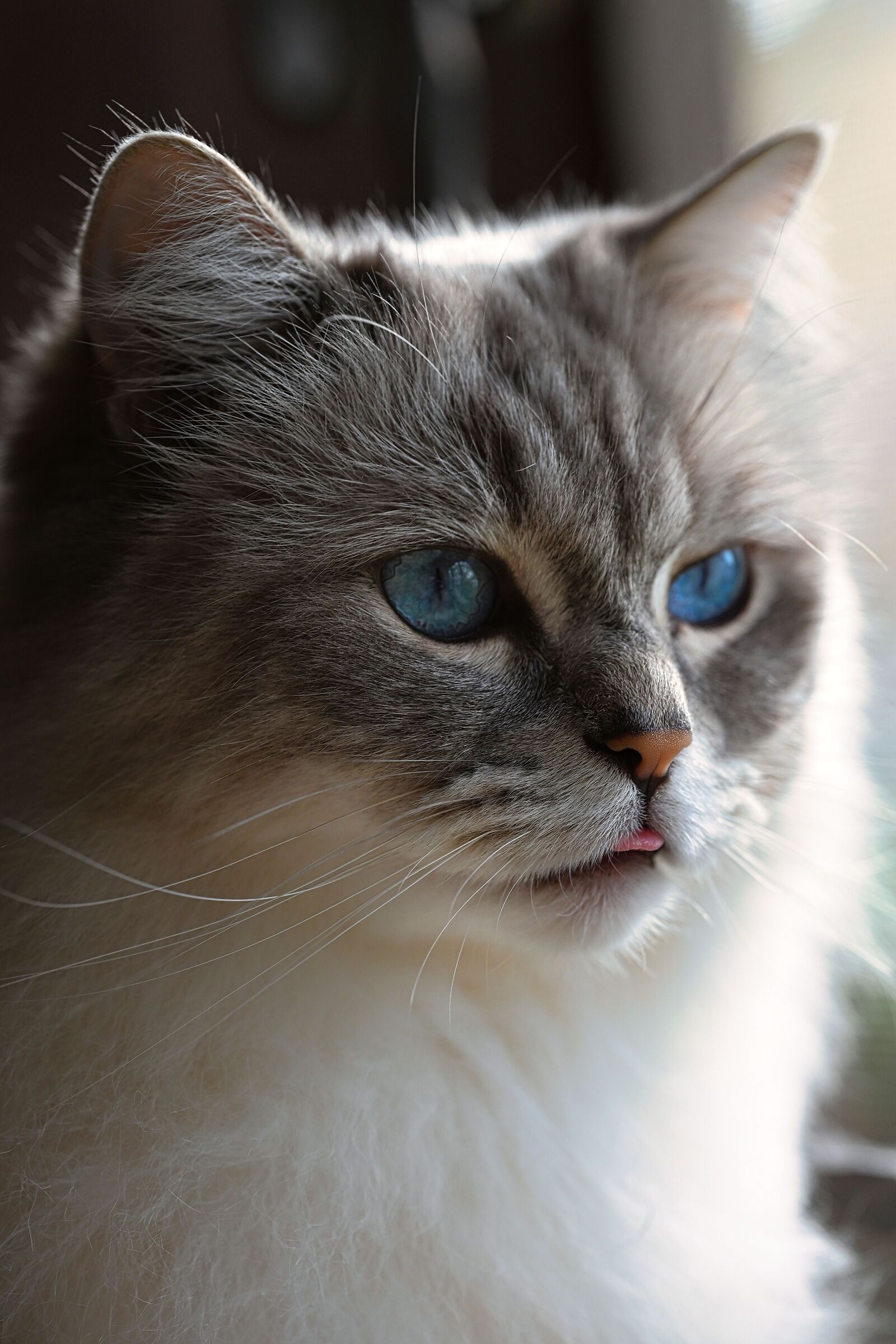 Ops... mi è scappata la linguetta  (Blep)