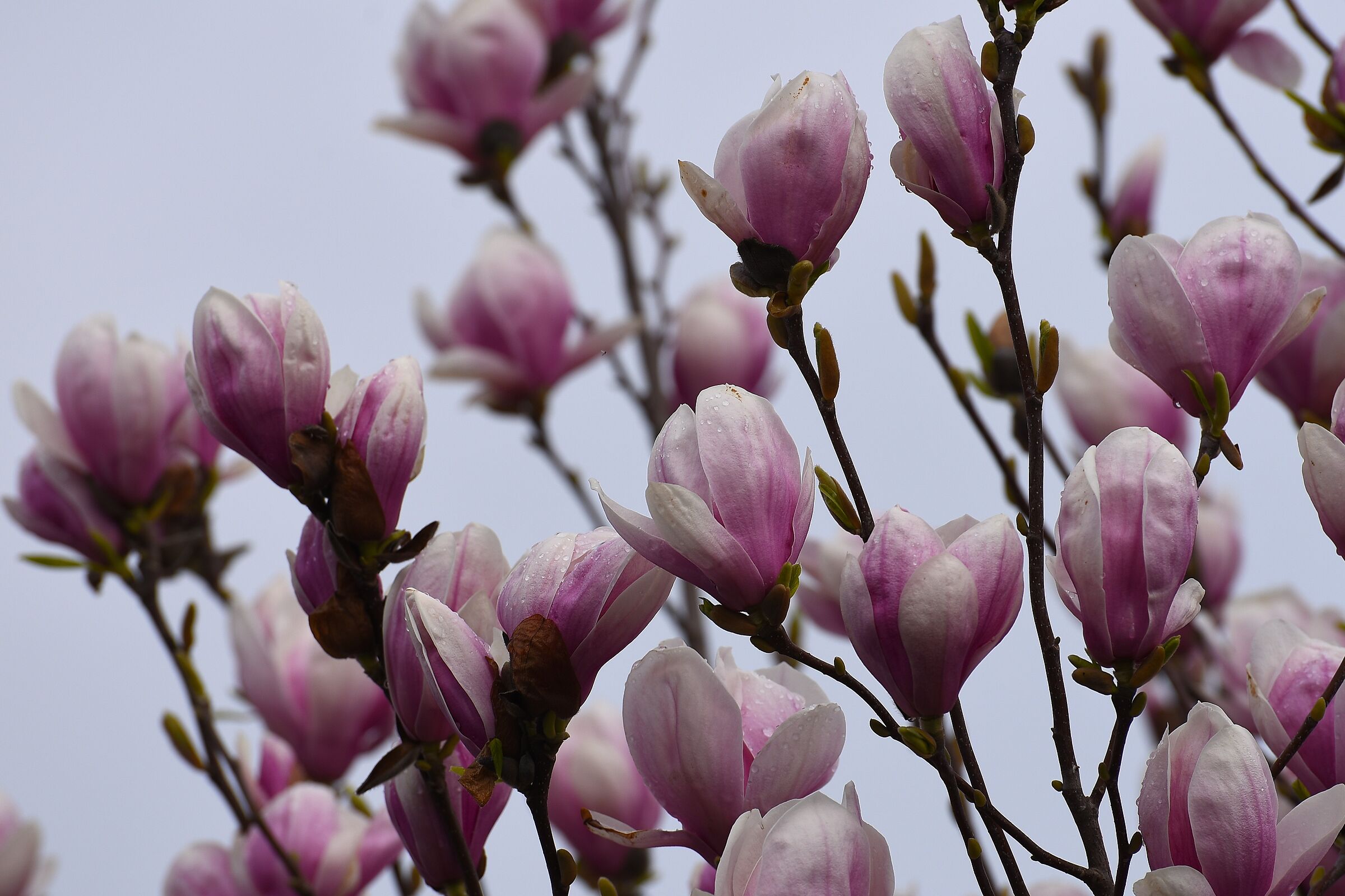 Magnolias in bloom