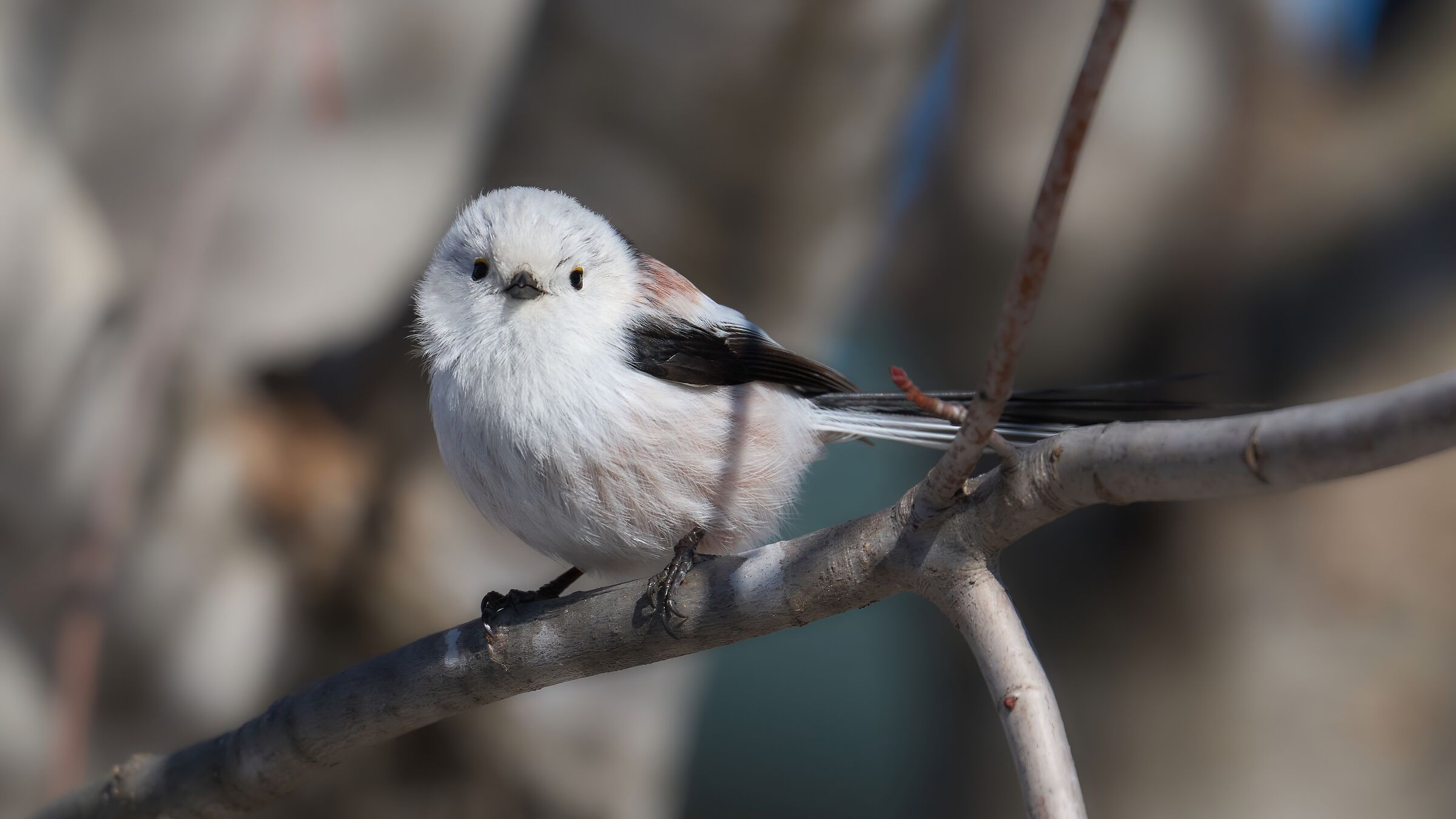 Codibugnolo di Hokkaido