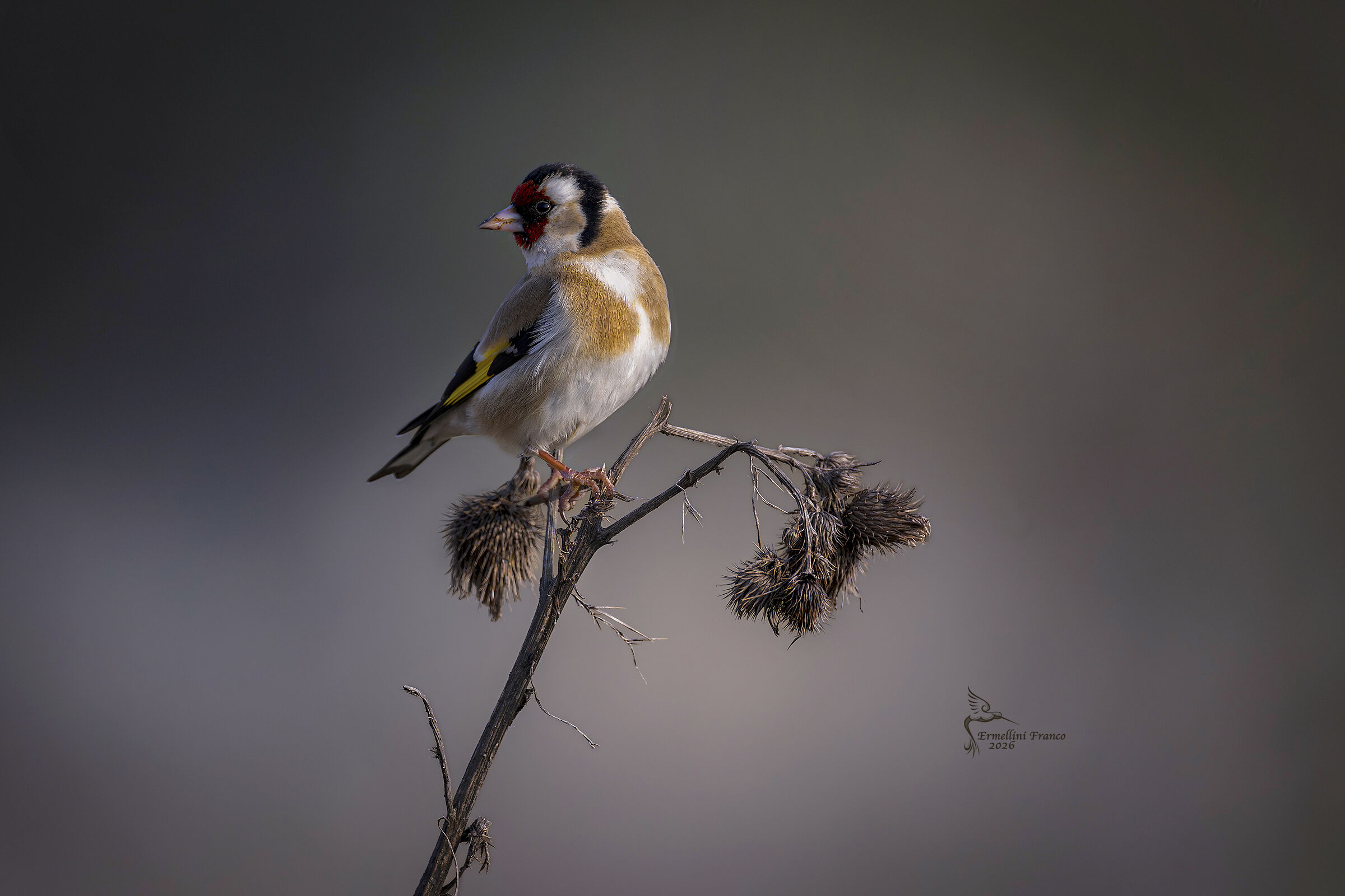 Goldfinch
