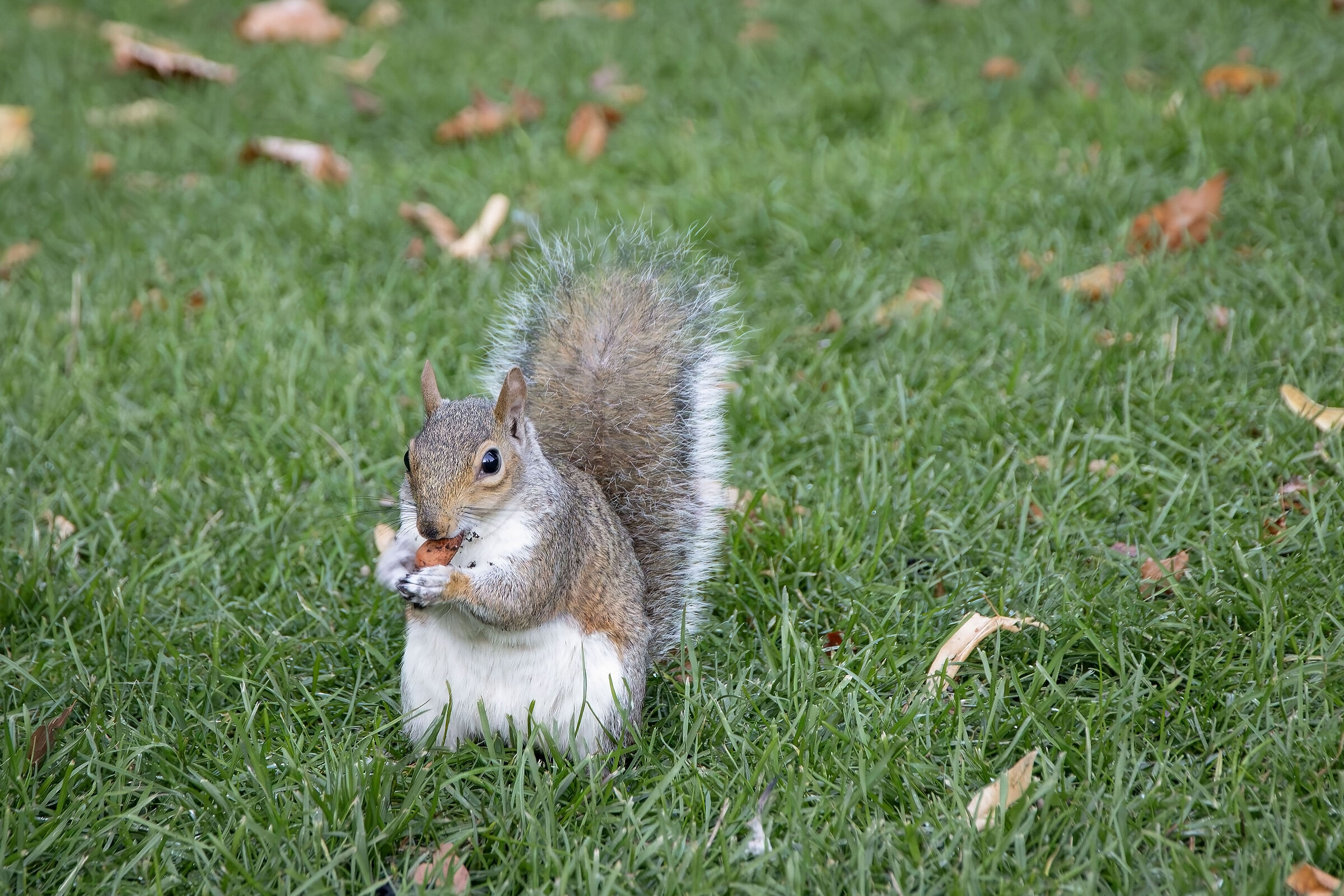 Greedy squirrel