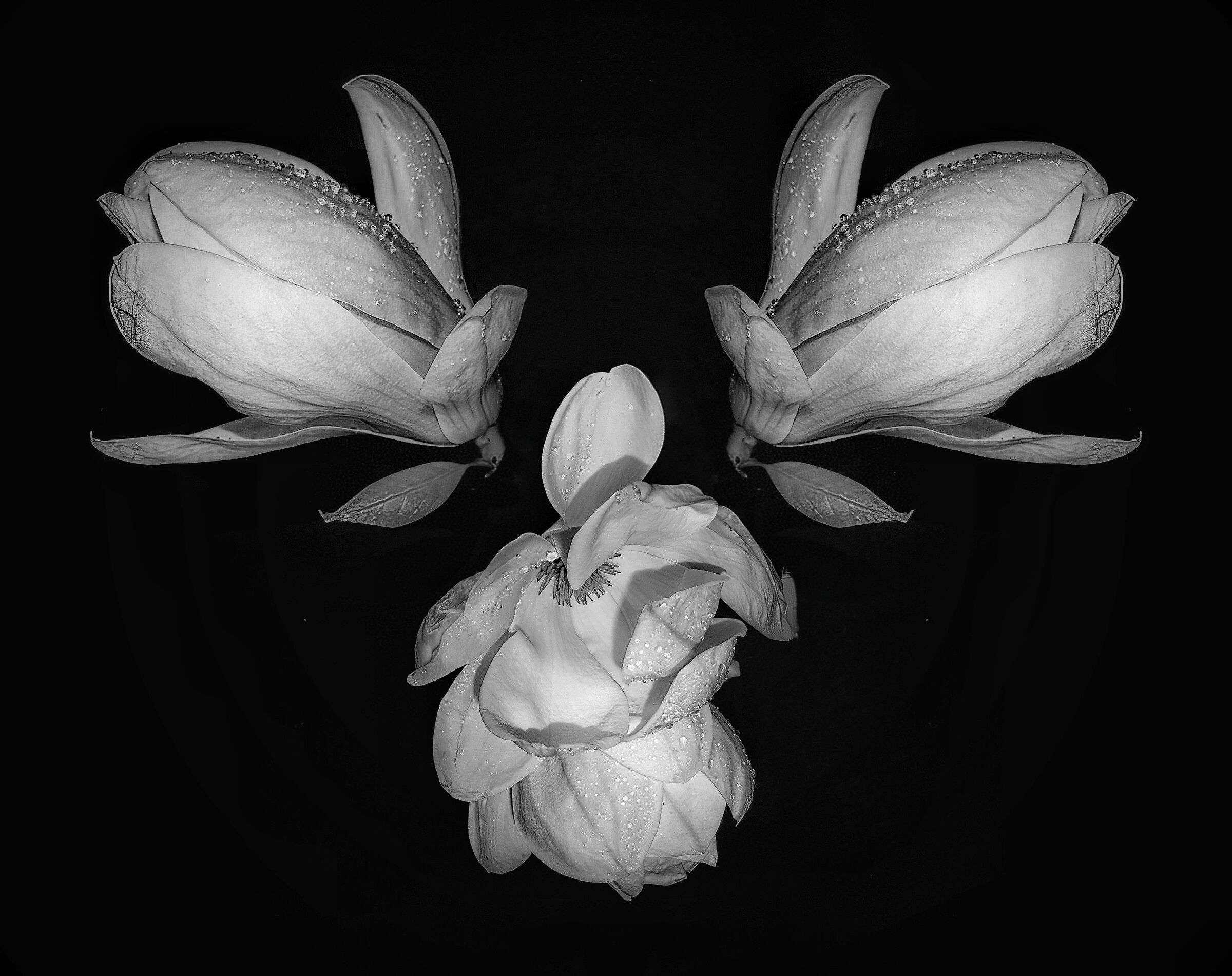 Fiori di Magnolia b/n