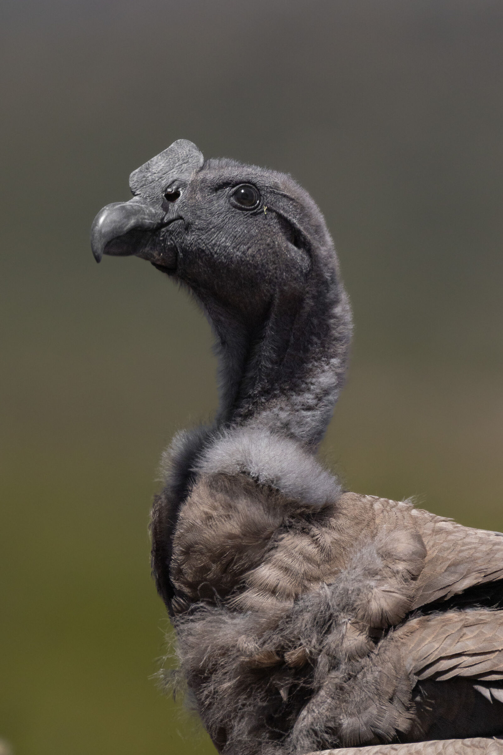condor andino (vultur gryphus)