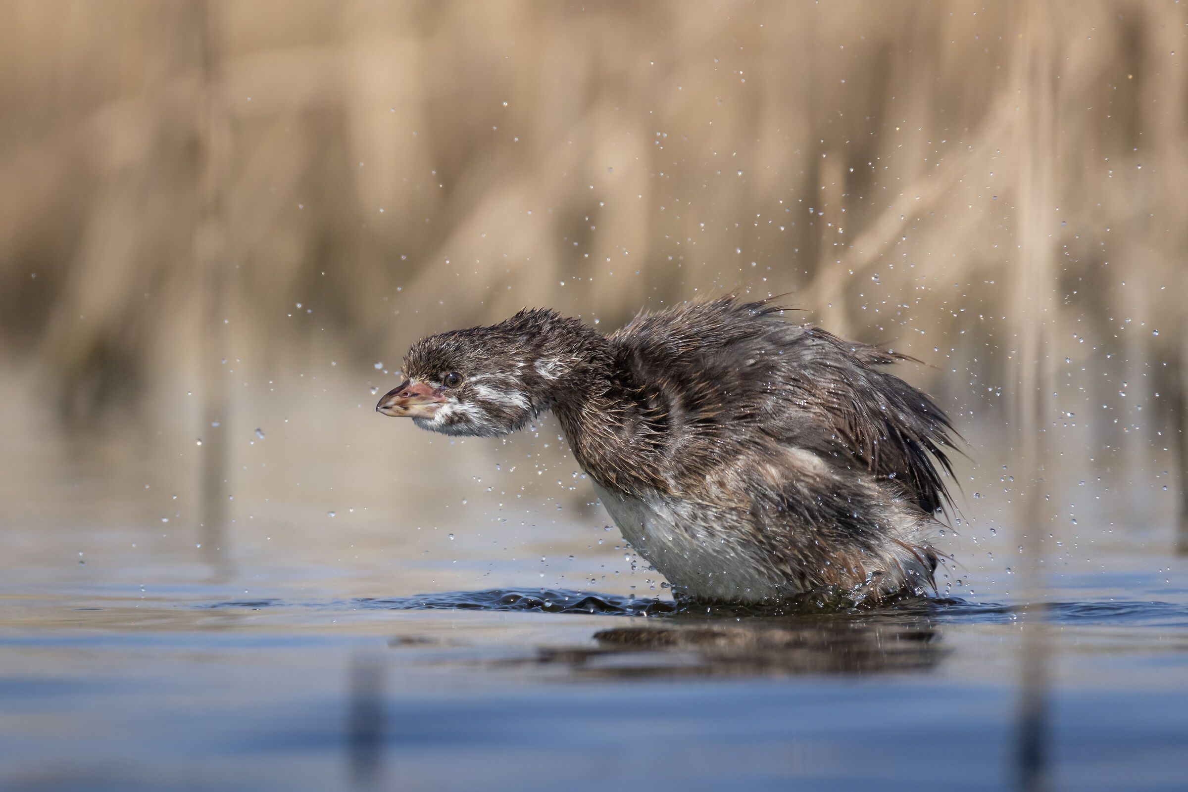 Maca pico grueso (Podilymbus podiceps)