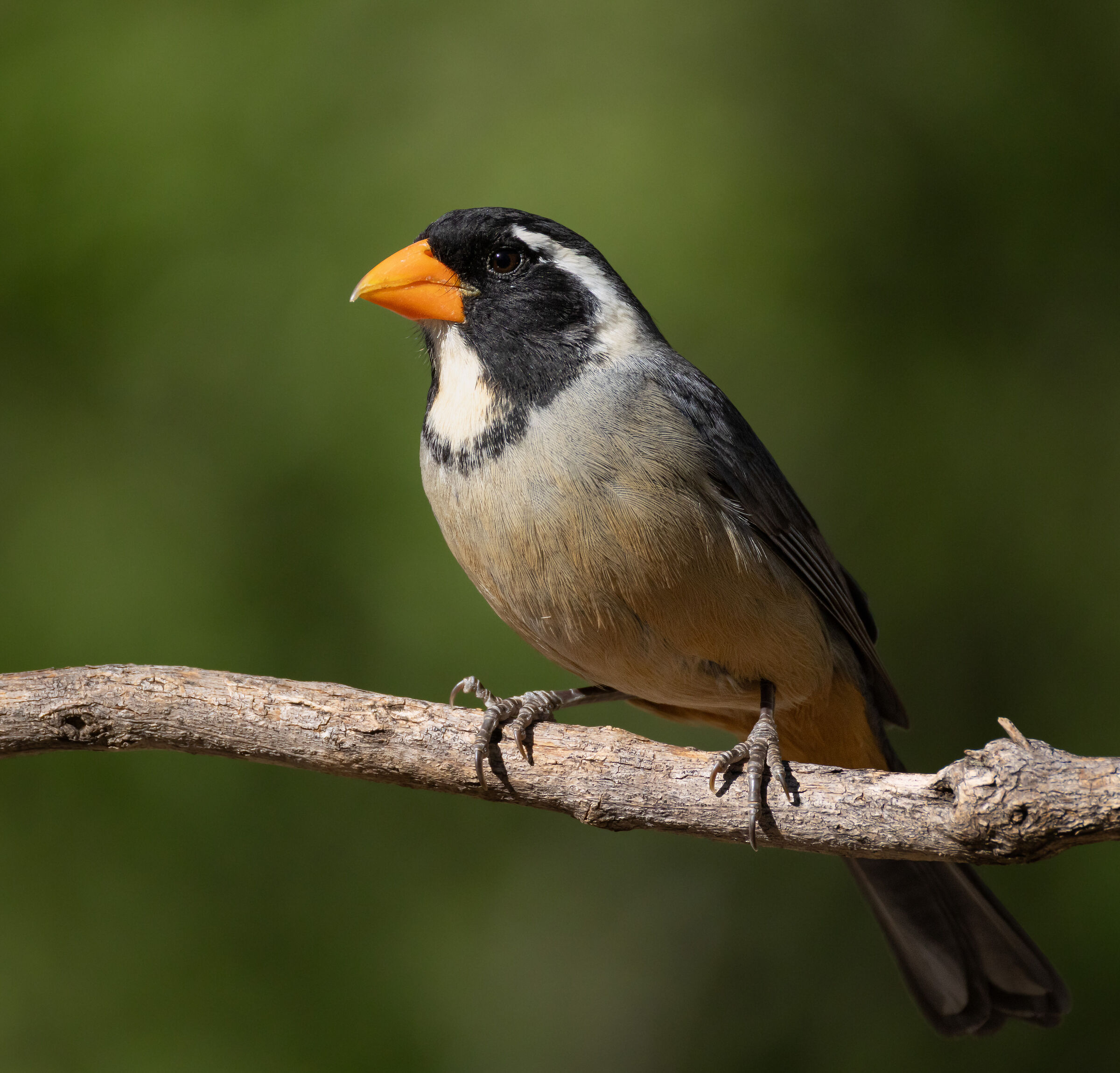 Pepitero de Collar (Saltator aurantiitostris)