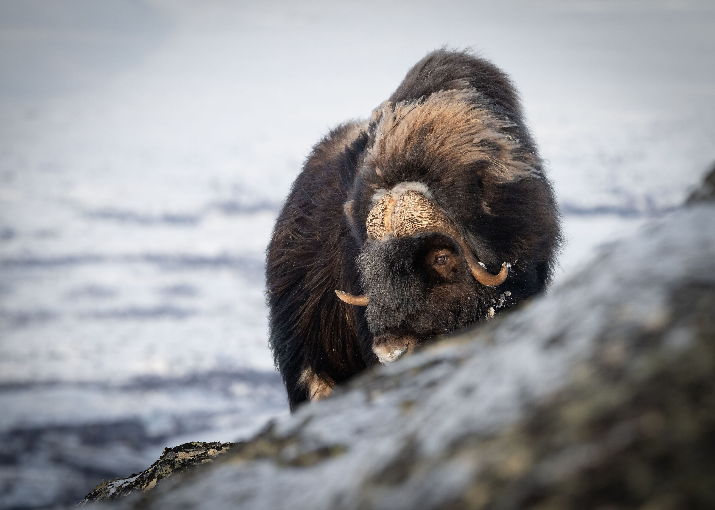 Musk Ox