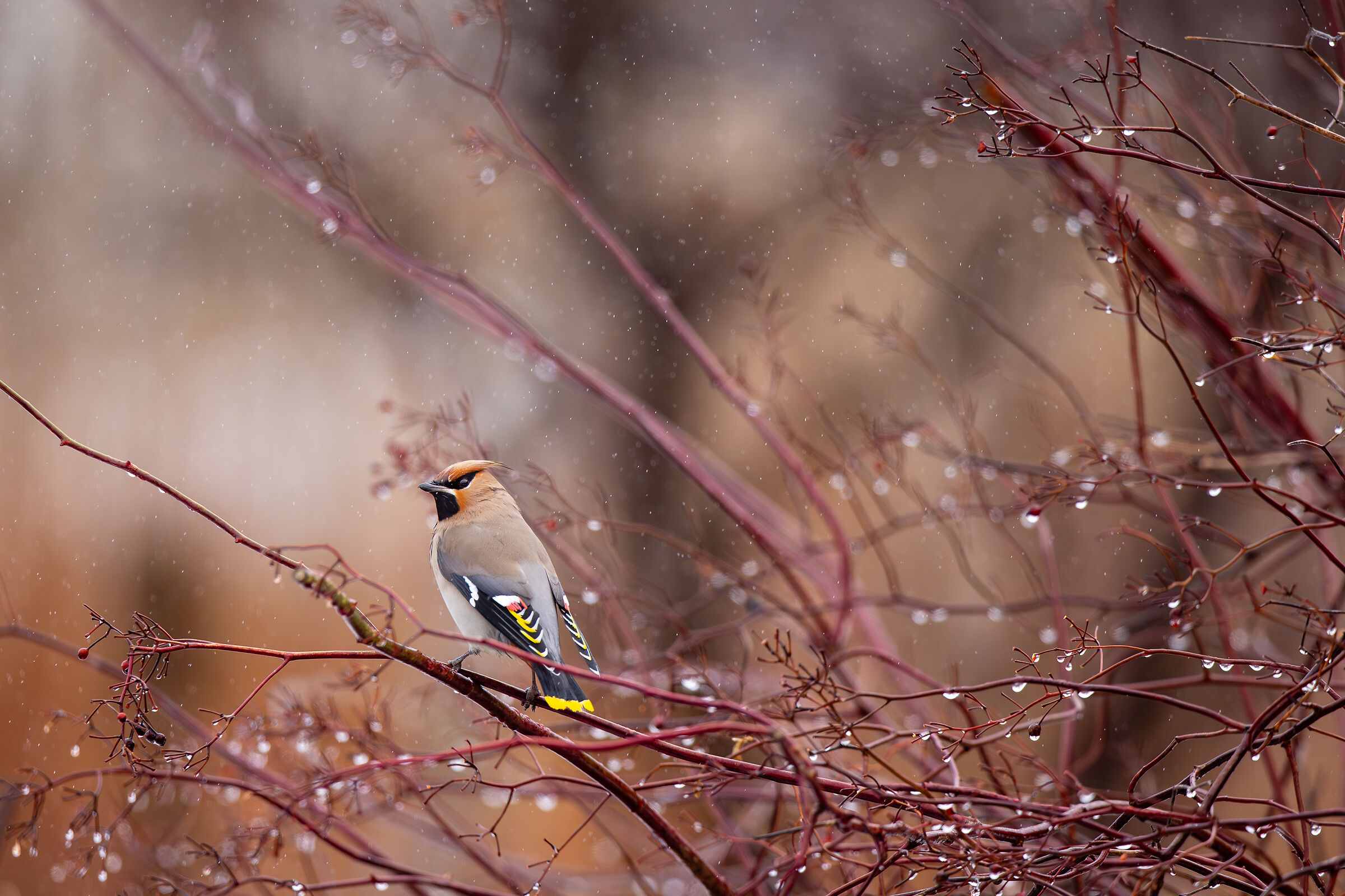Wild Japan 2026 - Snipe in the rain