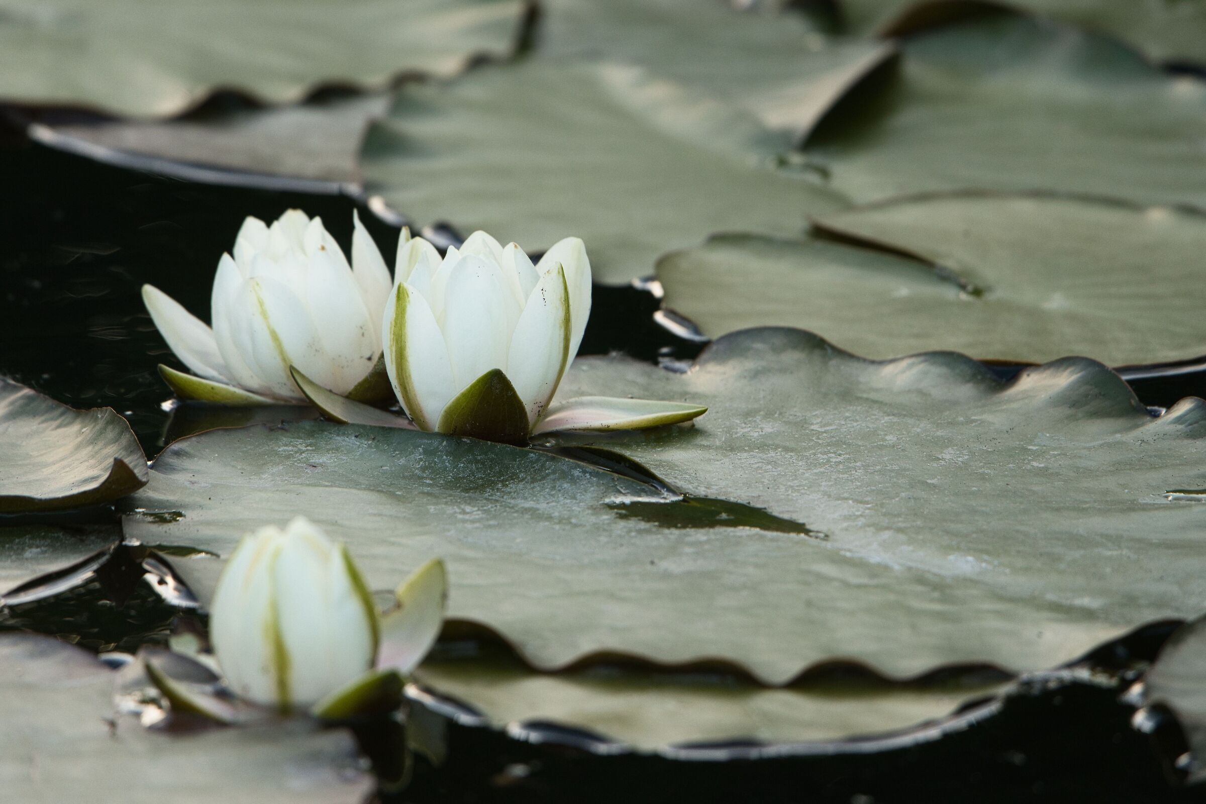 La regina del lago - ninfea