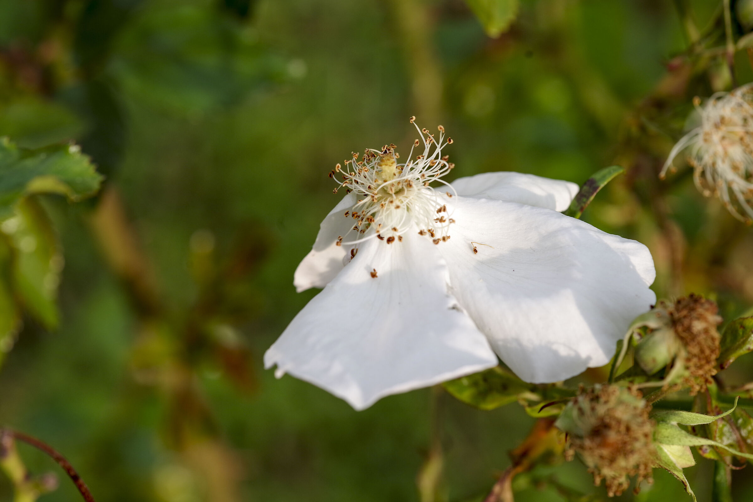 Rubus.