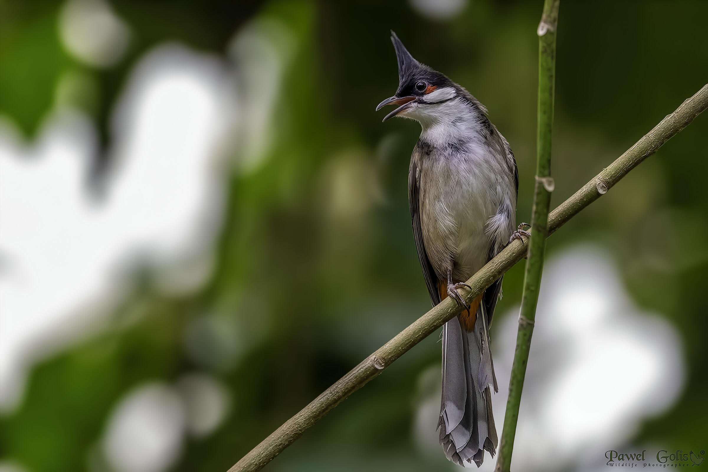 red-whiskered bulbul (Pycnonotus jocosus)