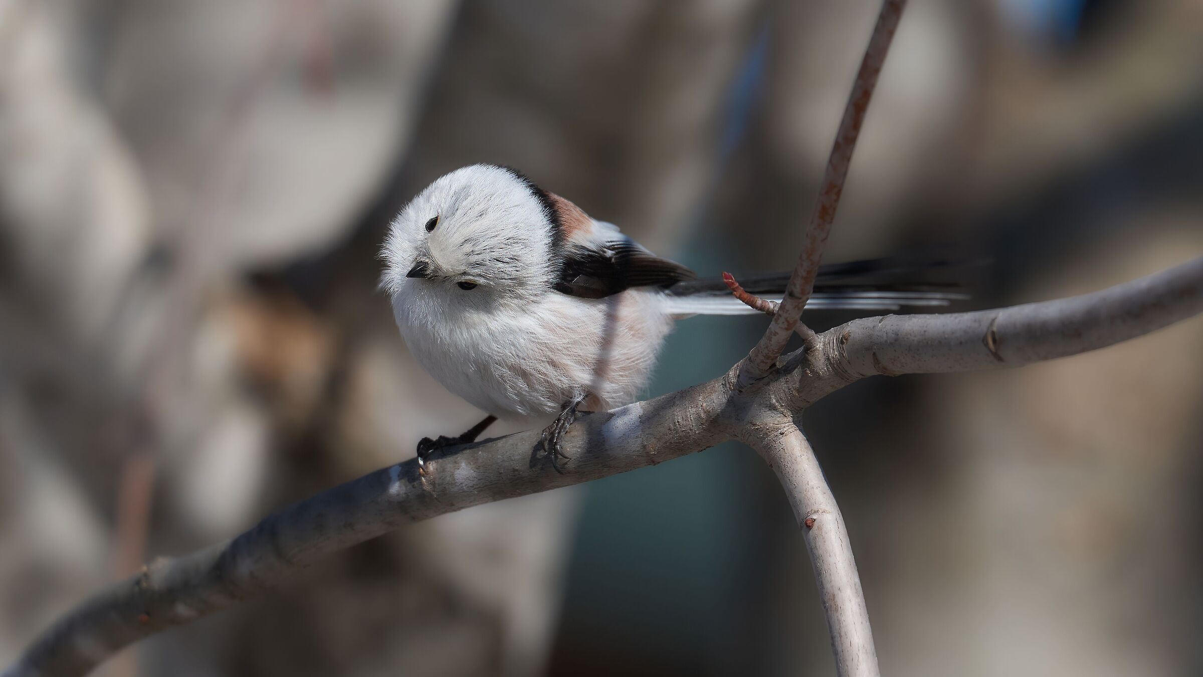 Codibugnolo di Hokkaido