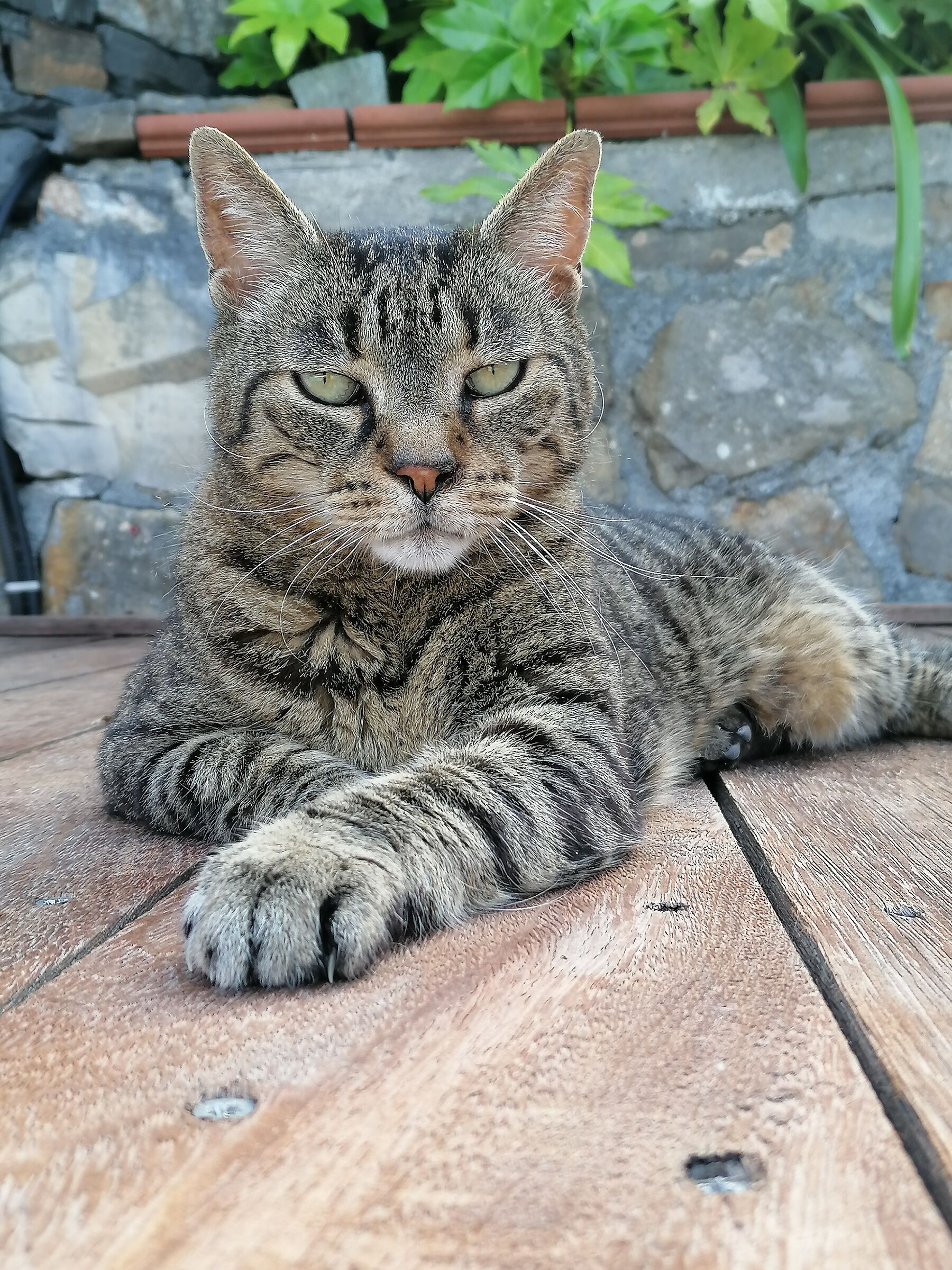 il mio migliore amico