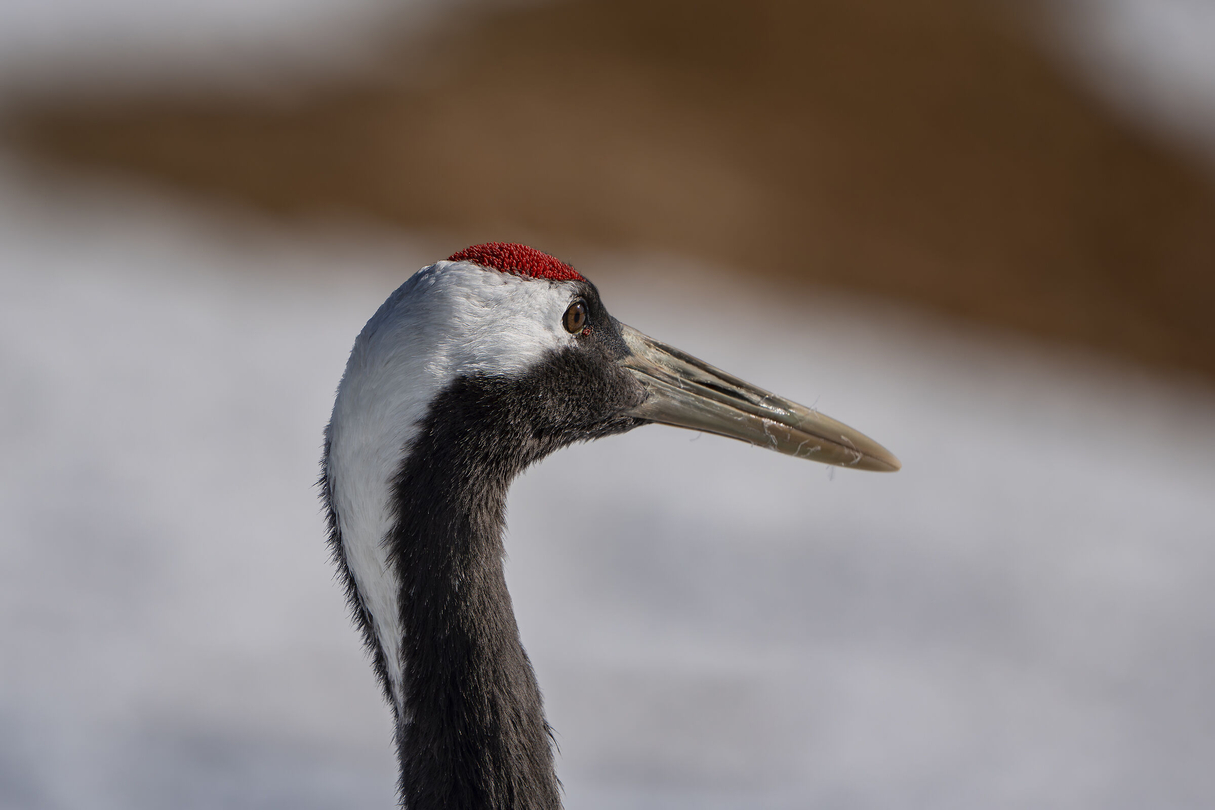 Close up manchurian crane