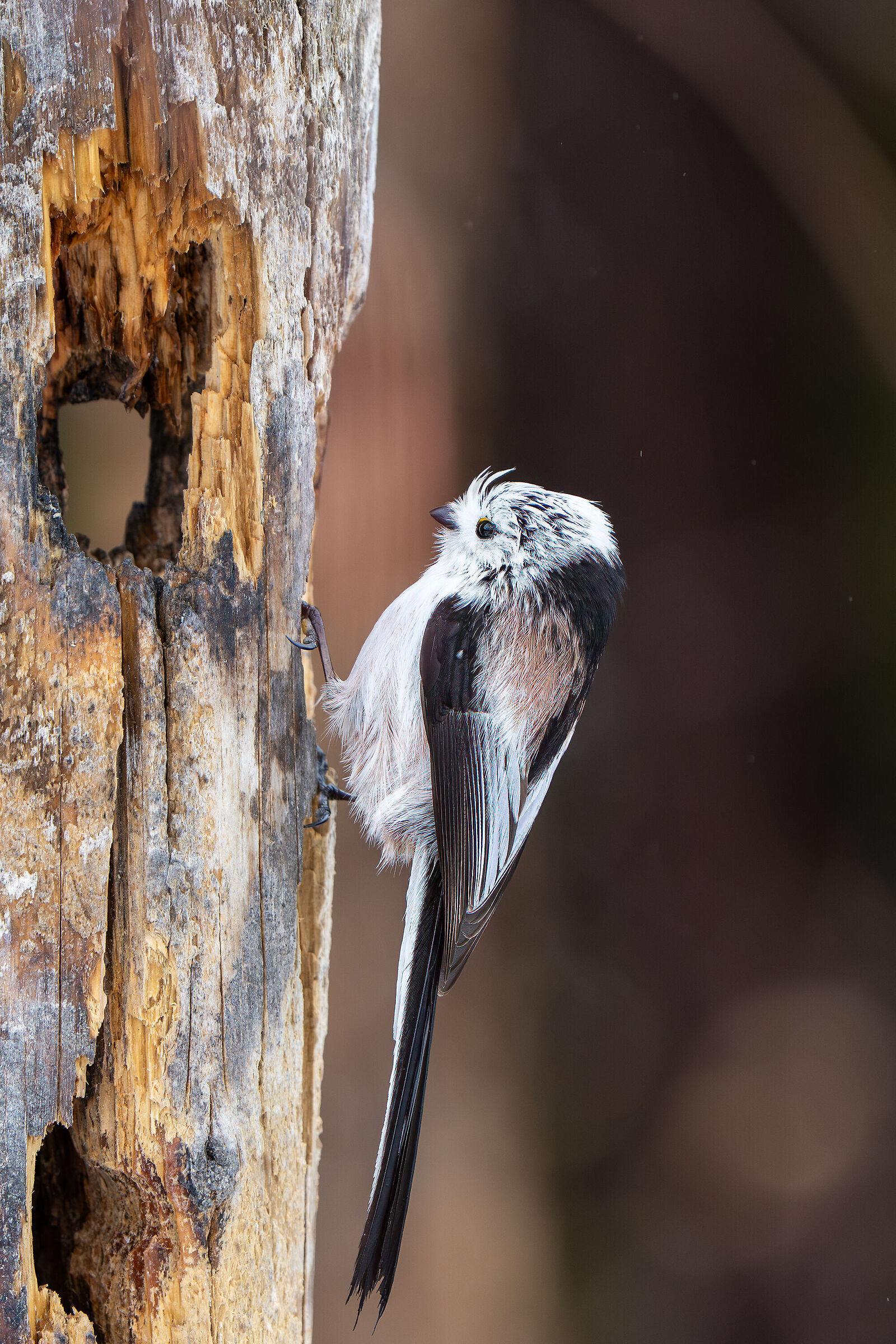 Long-tailed