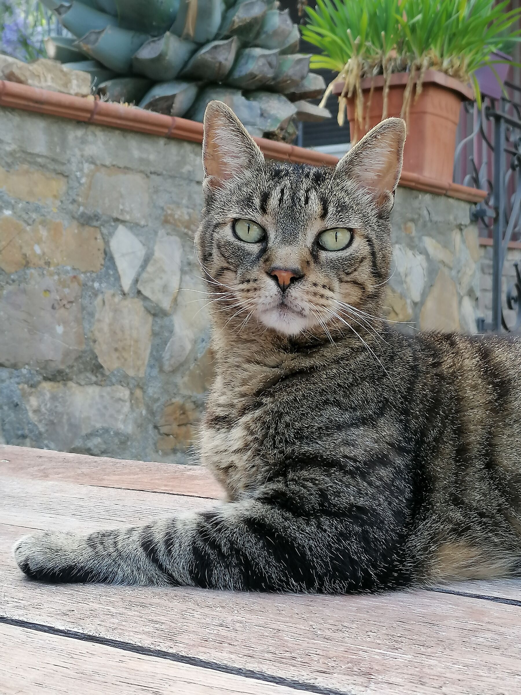 il mio migliore amico