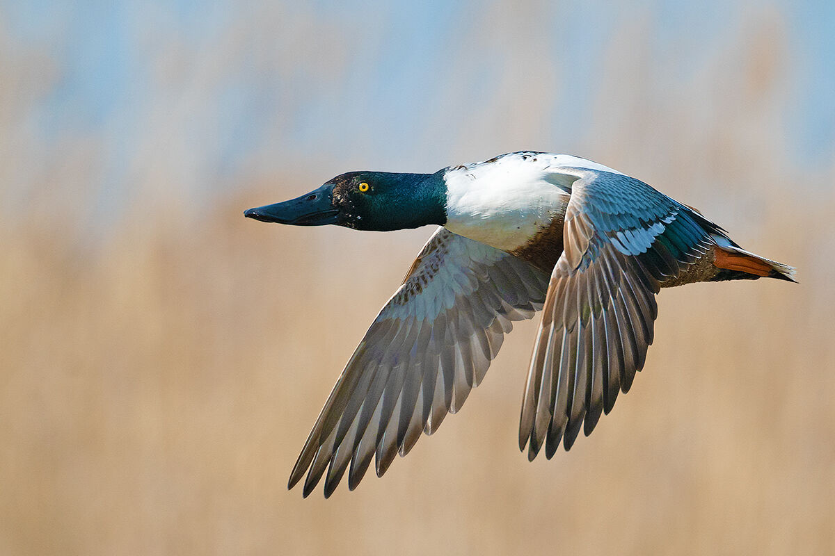 Shoveler half-backlit