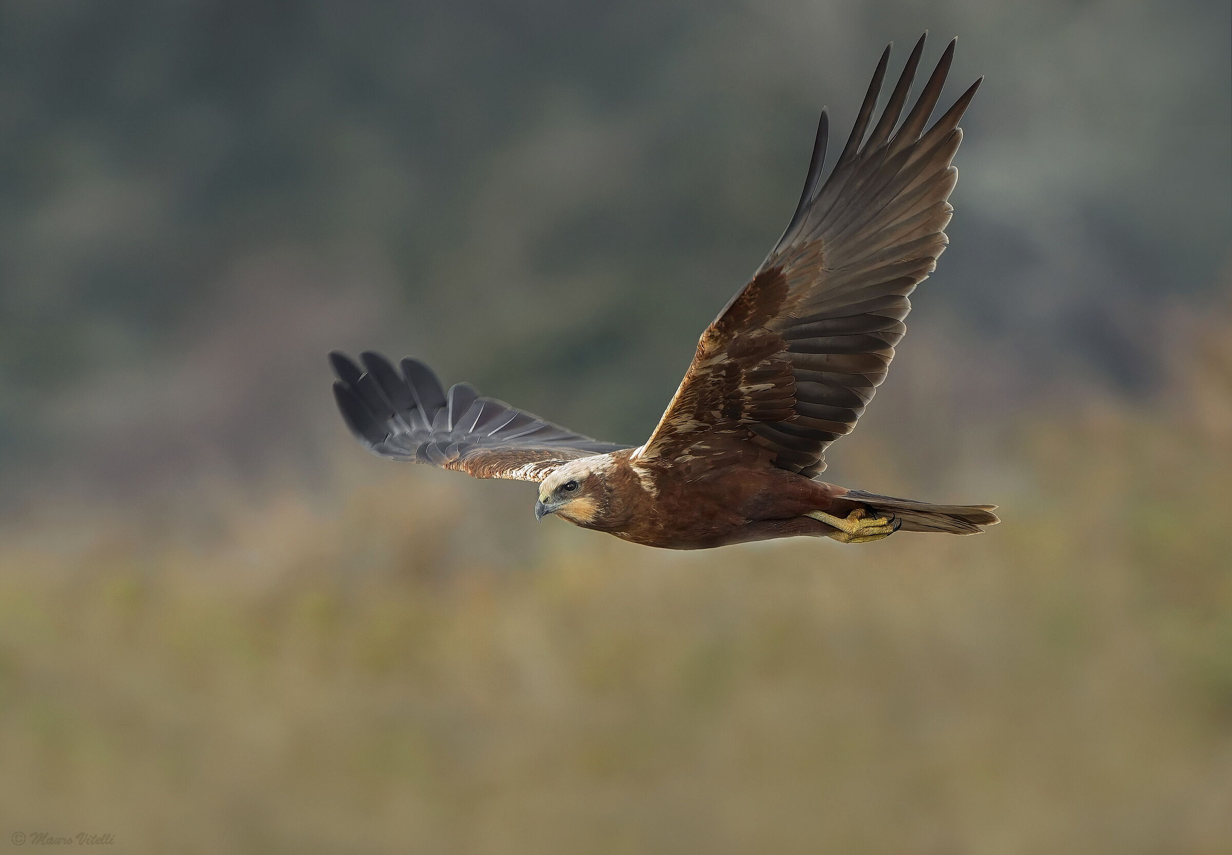 Falco di palude (F) Circus aeruginosus