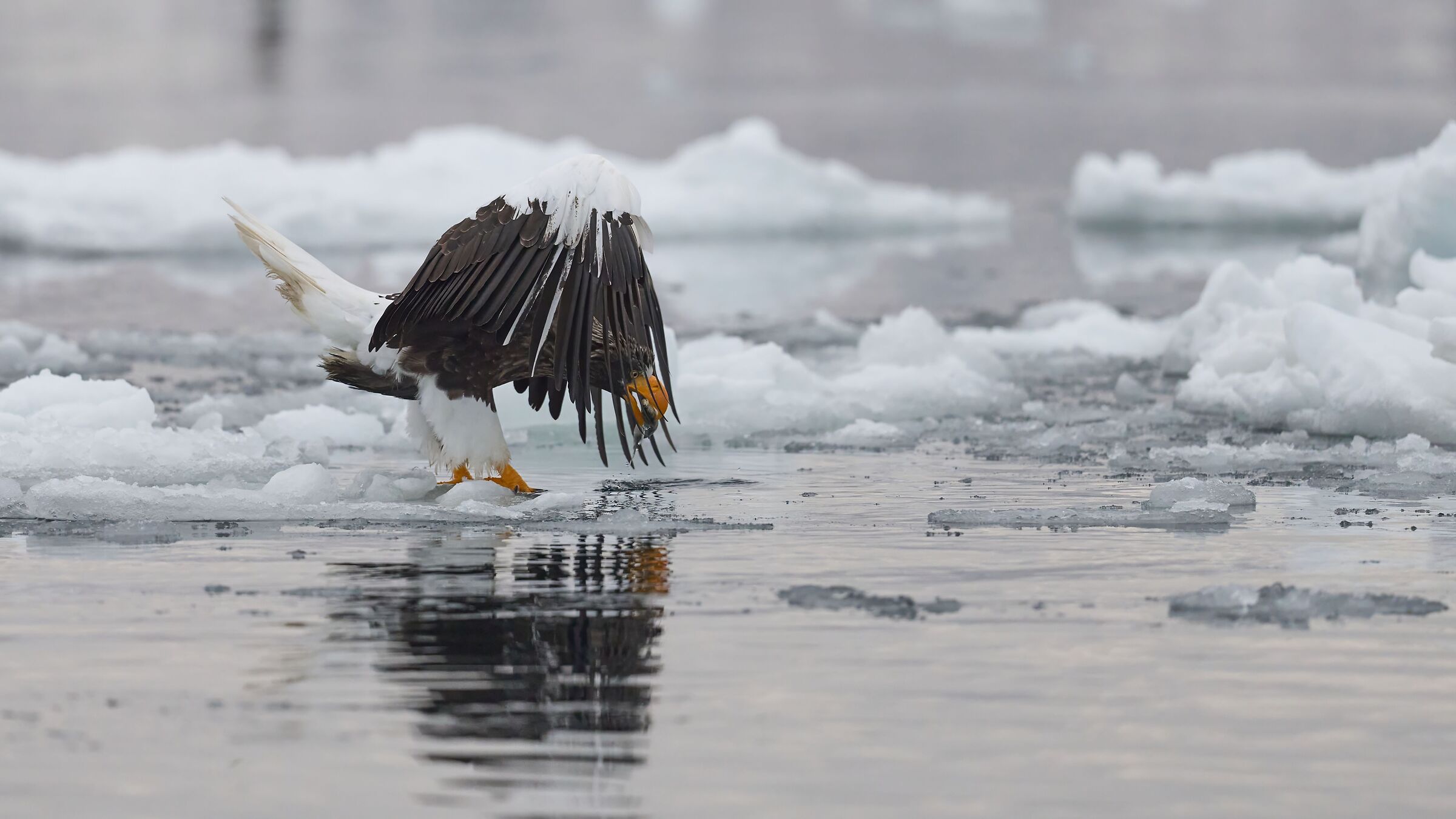 Aquila di mare di Steller (Rausu - Hokkaido)