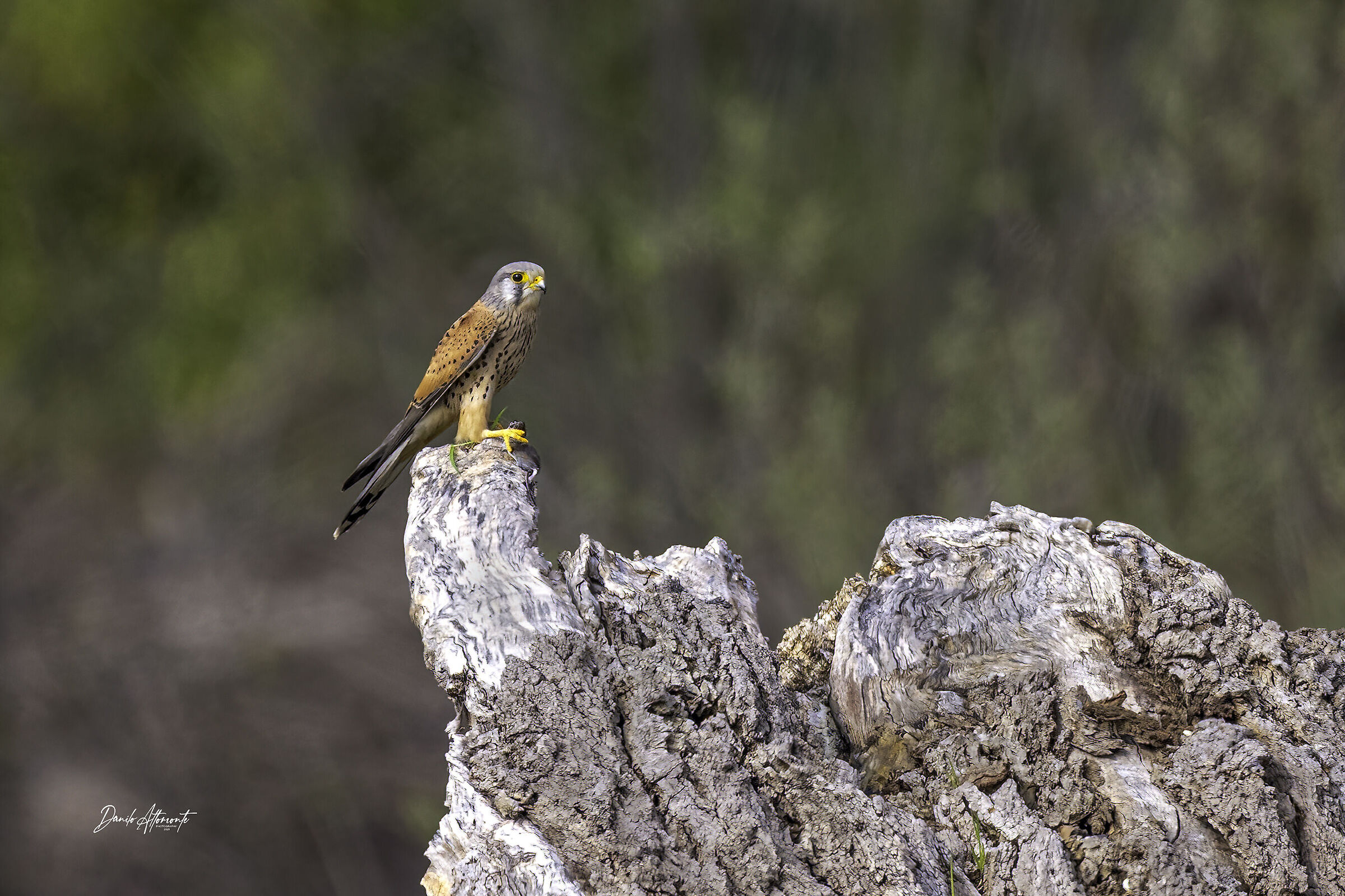 Kestrel with prey