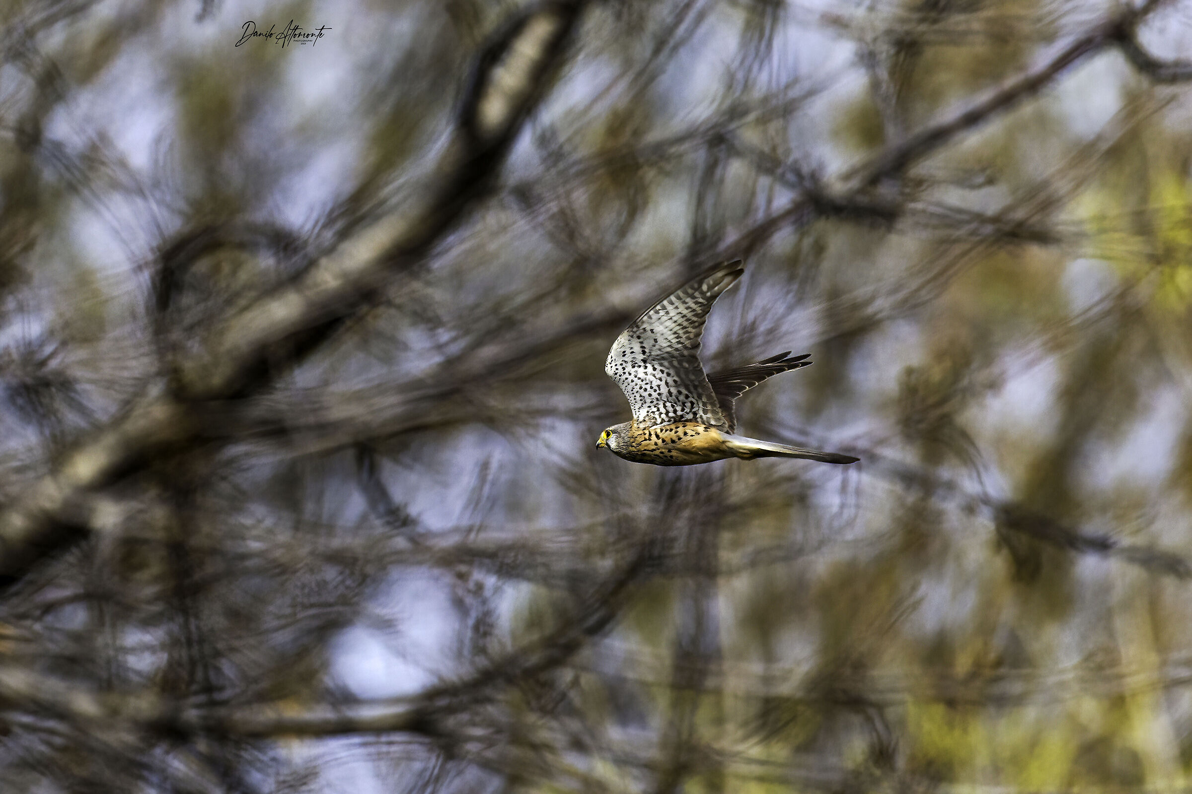 Kestrel
