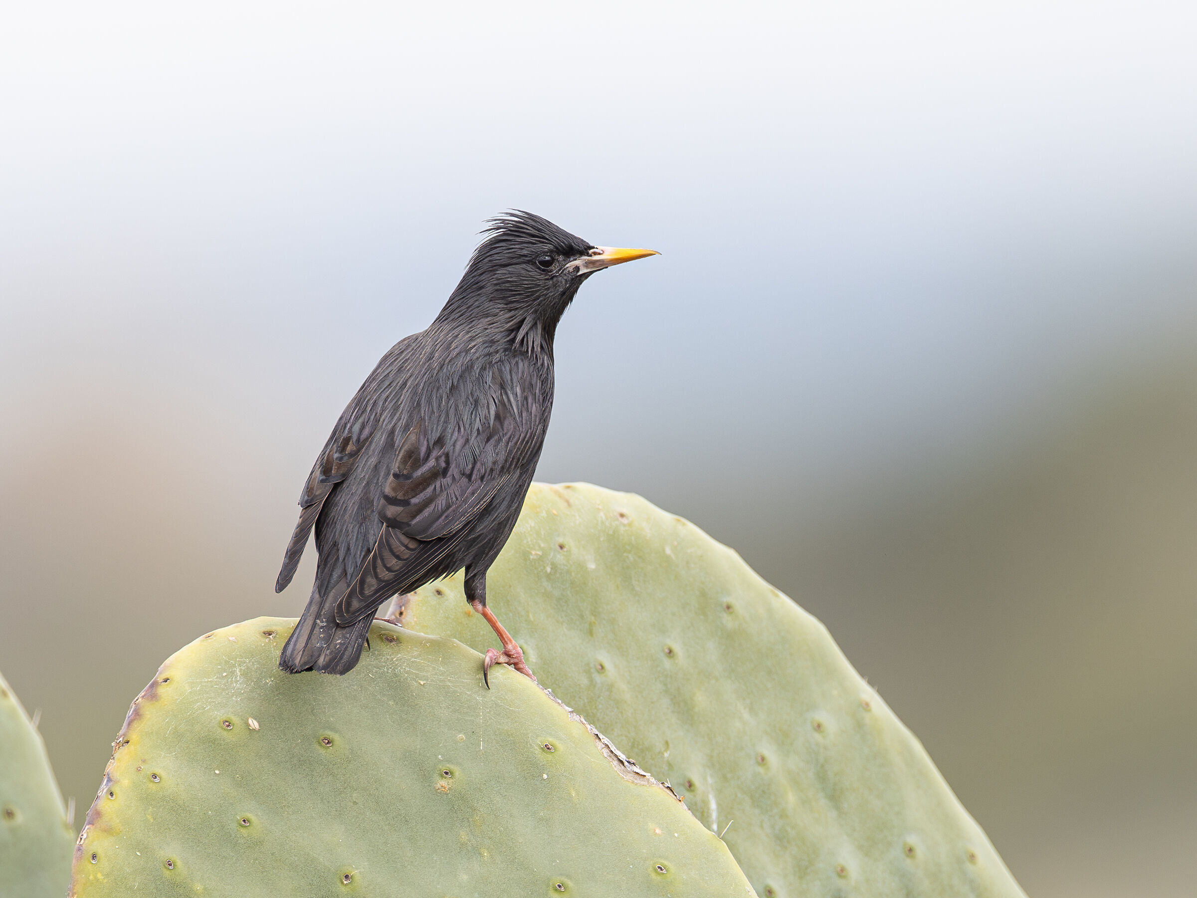 Black Starling