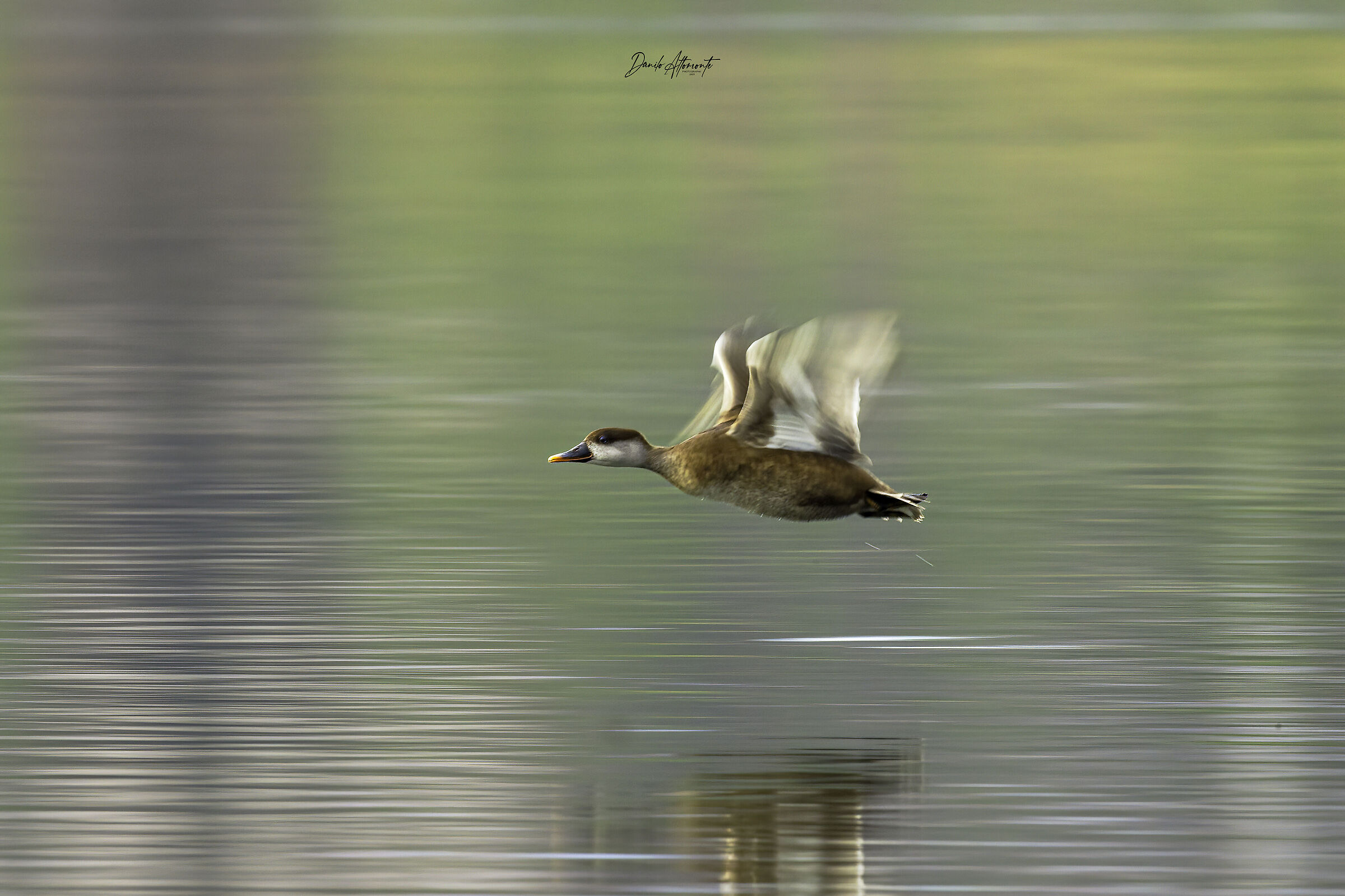Pochard