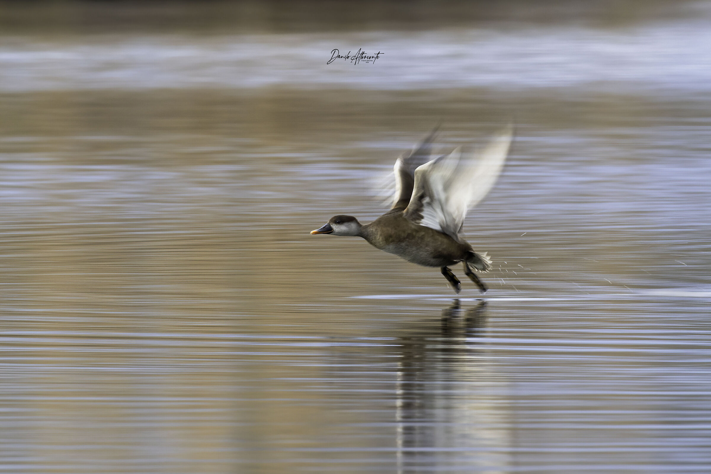 Pochard