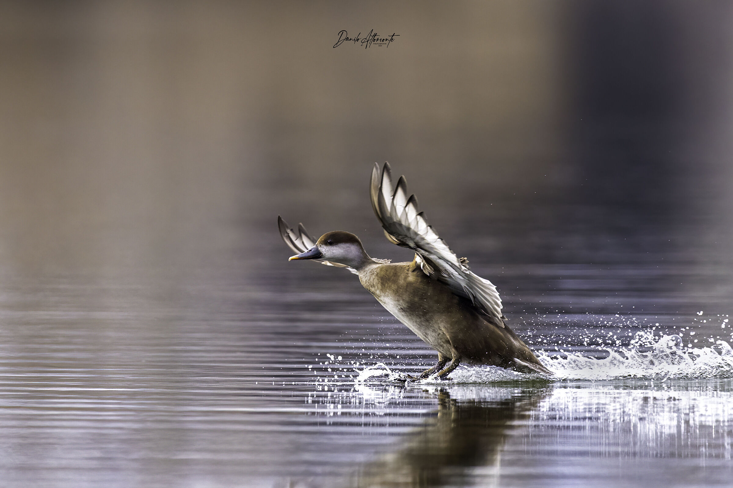 Pochard