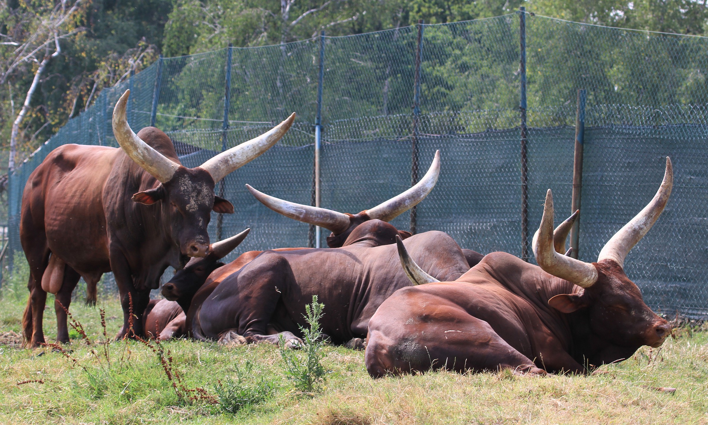 IL maschio e le femmine....